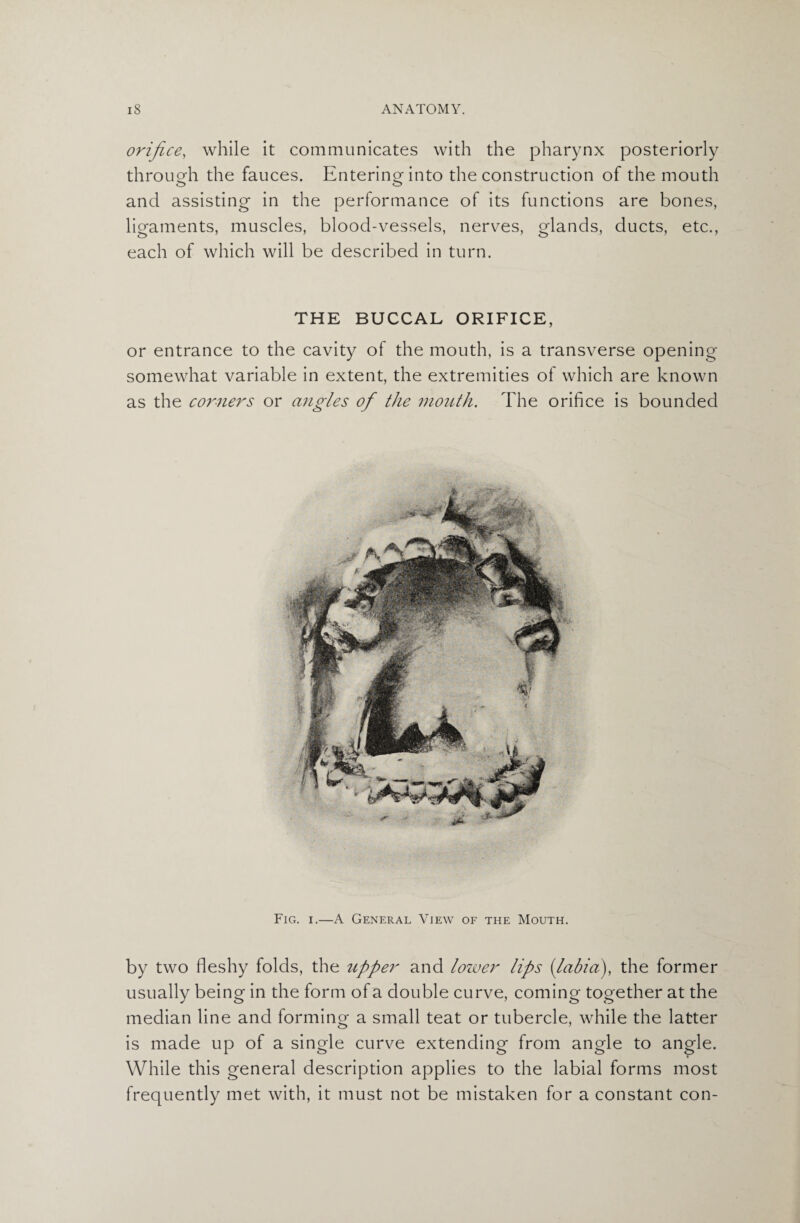 orifice, while it communicates with the pharynx posteriorly throueh the fauces. Entering into the construction of the mouth and assisting in the performance of its functions are bones, ligaments, muscles, blood-vessels, nerves, glands, ducts, etc., each of which will be described in turn. THE BUCCAL ORIFICE, or entrance to the cavity of the mouth, is a transverse opening somewhat variable in extent, the extremities of which are known as the corners or angles of the mouth. The orifice is bounded Fig. i.—A General View of the Mouth. by two fleshy folds, the upper and lower lips [labia), the former usually being in the form of a double curve, coming together at the median line and forming a small teat or tubercle, while the latter is made up of a single curve extending from angle to angle. While this general description applies to the labial forms most frequently met with, it must not be mistaken for a constant con-