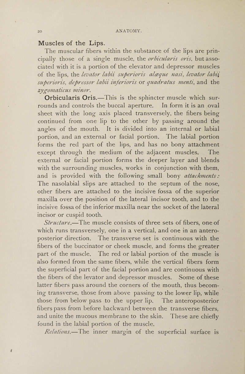 Muscles of the Lips. The muscular fibers within the substance of the lips are prin¬ cipally those of a single muscle, the orbicularis oris, but asso¬ ciated with it is a portion of the elevator and depressor muscles of the lips, the levator labii superioris alceque nasi, levator labii superior is, depressor labii inferioris or quarfratus menti, and the zygomaticus minor. Orbicularis Oris.—This is the sphincter muscle which sur¬ rounds and controls the buccal aperture. In form it is an oval sheet with the long axis placed transversely, the fibers being continued from one lip to the other by passing around the angles of the mouth. It is divided into an internal or labial portion, and an external or facial portion. The labial portion forms the red part of the lips, and has no bony attachment except through the medium of the adjacent muscles. The external or facial portion forms the deeper layer and blends with the surrounding muscles, works in conjunction with them, and is provided with the following small bony attachments: The nasolabial slips are attached to the septum of the nose, other fibers are attached to the incisive fossa of the superior maxilla over the position of the lateral incisor tooth, and to the incisive fossa of the inferior maxilla near the socket of the lateral incisor or cuspid tooth. Structure.—The muscle consists of three sets of fibers, one of which runs transversely, one in a vertical, and one in an antero¬ posterior direction. The transverse set is continuous with the fibers of the buccinator or cheek muscle, and forms the greater part of the muscle. The red or labial portion of the muscle is also formed from the same fibers, while the vertical fibers form the superficial part of the facial portion and are continuous with the fibers of the levator and depressor muscles. Some of these latter fibers pass around the corners of the mouth, thus becom¬ ing transverse, those from above passing to the lower lip, while those from below pass to the upper lip. The anteroposterior fibers pass from before backward between the transverse fibers, and unite the mucous membrane to the skin. These are chiefly found in the labial portion of the muscle. Relations.—The inner margin of the superficial surface is