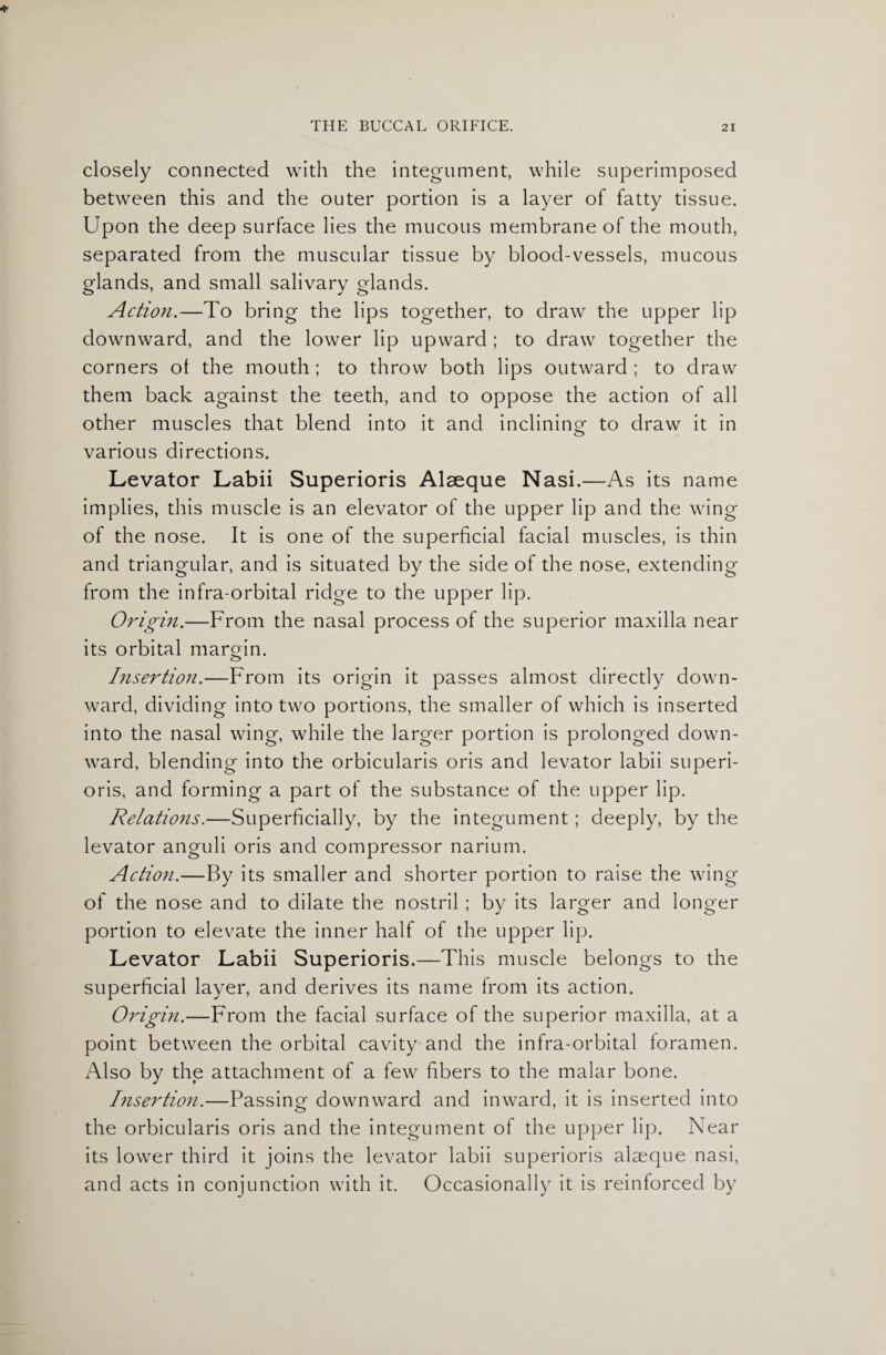 closely connected with the integument, while superimposed between this and the outer portion is a layer of fatty tissue. Upon the deep surface lies the mucous membrane of the mouth, separated from the muscular tissue by blood-vessels, mucous glands, and small salivary glands. Action.—To bring the lips together, to draw the upper lip downward, and the lower lip upward ; to draw together the corners ol the mouth; to throw both lips outward ; to draw them back against the teeth, and to oppose the action of all other muscles that blend into it and inclining to draw it in various directions. Levator Labii Superioris Alaeque Nasi.—As its name implies, this muscle is an elevator of the upper lip and the wing of the nose. It is one of the superficial facial muscles, is thin and triangular, and is situated by the side of the nose, extending from the infra-orbital ridge to the upper lip. Origin.—From the nasal process of the superior maxilla near its orbital margin. Insertion.—From its origin it passes almost directly down¬ ward, dividing into two portions, the smaller of which is inserted into the nasal wing, while the larger portion is prolonged down¬ ward, blending into the orbicularis oris and levator labii superi¬ oris, and forming a part of the substance of the upper lip. Relations.—Superficially, by the integument; deeply, by the levator anguli oris and compressor narium. Action.—By its smaller and shorter portion to raise the wing of the nose and to dilate the nostril; by its larger and longer portion to elevate the inner half of the upper lip. Levator Labii Superioris.—This muscle belongs to the superficial layer, and derives its name from its action. Origin.—From the facial surface of the superior maxilla, at a point between the orbital cavity and the infra-orbital foramen. Also by the attachment of a few fibers to the malar bone. hisertion.—Passing downward and inward, it is inserted into the orbicularis oris and the integument of the upper lip. Near its lower third it joins the levator labii superioris alaeque nasi, and acts in conjunction with it. Occasionally it is reinforced by