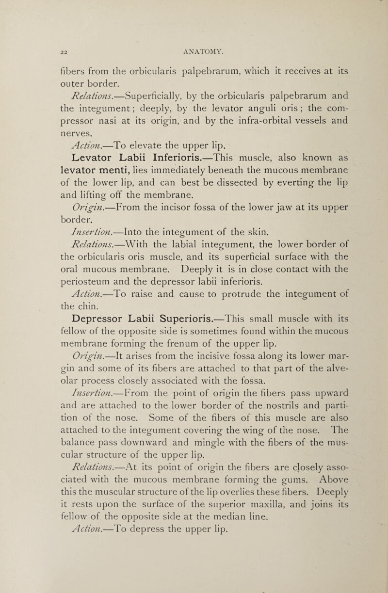 fibers from the orbicularis palpebrarum, which it receives at its outer border. Relations.—Superficially, by the orbicularis palpebrarum and the integument; deeply, by the levator anguli oris ; the com¬ pressor nasi at its origin, and by the infra-orbital vessels and nerves. Action.—To elevate the upper lip. Levator Labii Inferioris.—This muscle, also known as levator menti, lies immediately beneath the mucous membrane of the lower lip, and can best be dissected by everting the lip and lifting off the membrane. Origin.—From the incisor fossa of the lower jaw at its upper border. Insertion.—Into the integument of the skin. Relations.—With the labial integument, the lower border of the orbicularis oris muscle, and its superficial surface with the oral mucous membrane. Deeply it is in close contact with the periosteum and the depressor labii inferioris. Action.—To raise and cause to protrude the integument of the chin. Depressor Labii Superioris.—This small muscle with its fellow of the opposite side is sometimes found within the mucous membrane forming the frenum of the upper lip. Origin.—It arises from the incisive fossa along its lower mar¬ gin and some of its fibers are attached to that part of the alve¬ olar process closely associated with the fossa. Insertion.—From the point of origin the fibers pass upward and are attached to the lower border of the nostrils and parti¬ tion of the nose. Some of the fibers of this muscle are also attached to the integument covering the wing of the nose. The balance pass downward and mingle with the fibers of the mus¬ cular structure of the upper lip. Relations.—At its point of origin the fibers are closely asso¬ ciated with the mucous membrane forming the gums. Above this the muscular structure of the lip overlies these fibers. Deeply it rests upon the surface of the superior maxilla, and joins its fellow of the opposite side at the median line. Action.—To depress the upper lip.