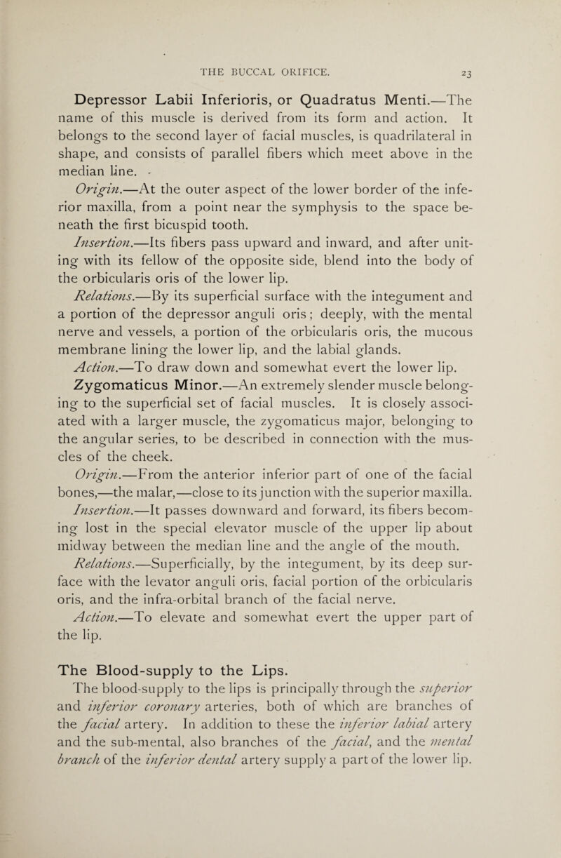 Depressor Labii Inferioris, or Quadratus Menti.—The name of this muscle is derived from its form and action. It belongs to the second layer of facial muscles, is quadrilateral in shape, and consists of parallel fibers which meet above in the median line. - Origin.—At the outer aspect of the lower border of the infe¬ rior maxilla, from a point near the symphysis to the space be¬ neath the first bicuspid tooth. Insertion.—Its fibers pass upward and inward, and after unit¬ ing with its fellow of the opposite side, blend into the body of the orbicularis oris of the lower lip. Relations.—By its superficial surface with the integument and a portion of the depressor anguli oris; deeply, with the mental nerve and vessels, a portion of the orbicularis oris, the mucous membrane lining the lower lip, and the labial glands. Action.—To draw down and somewhat evert the lower lip. Zygomaticus Minor.—An extremely slender muscle belong¬ ing to the superficial set of facial muscles. It is closely associ¬ ated with a larger muscle, the zygomaticus major, belonging to the angular series, to be described in connection with the mus¬ cles of the cheek. Origin.—From the anterior inferior part of one of the facial bones,—the malar,—close to its junction with the superior maxilla. Insertion.—It passes downward and forward, its fibers becom¬ ing lost in the special elevator muscle of the upper lip about midway between the median line and the angle of the mouth. Relations.—Superficially, by the integument, by its deep sur¬ face with the levator anguli oris, facial portion of the orbicularis oris, and the infra-orbital branch of the facial nerve. Action.—To elevate and somewhat evert the upper part of the lip. The Blood-supply to the Lips. The blood-supply to the lips is principally through the sitperior and inferior coronary arteries, both of which are branches of the facial artery. In addition to these the inferior labial artery and the sub-mental, also branches of the facial, and the mental branch of the inferior dental artery supply a part of the lower lip.