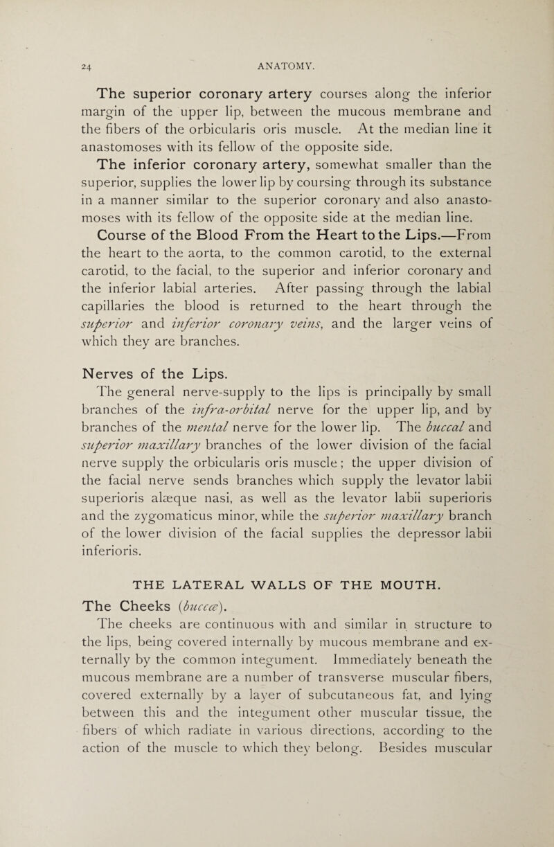The superior coronary artery courses along the inferior margin of the upper lip, between the mucous membrane and the fibers of the orbicularis oris muscle. At the median line it anastomoses with its fellow of the opposite side. The inferior coronary artery, somewhat smaller than the superior, supplies the lower lip by coursing through its substance in a manner similar to the superior coronary and also anasto¬ moses with its fellow of the opposite side at the median line. Course of the Blood From the Heart to the Lips.—From the heart to the aorta, to the common carotid, to the external carotid, to the facial, to the superior and inferior coronary and the inferior labial arteries. After passing through the labial capillaries the blood is returned to the heart through the superior and inferior coronary veins, and the larger veins of which they are branches. ✓ Nerves of the Lips. The general nerve-supply to the lips is principally by small branches of the infra-orbital nerve for the upper lip, and by branches of the mental nerve for the lower lip. The buccal and superior maxillary branches of the lower division of the facial nerve supply the orbicularis oris muscle ; the upper division of the facial nerve sends branches which supply the levator labii superioris alseque nasi, as well as the levator labii superioris and the zygomaticus minor, while the superior maxillary branch of the lower division of the facial supplies the depressor labii inferioris. THE LATERAL WALLS OF THE MOUTH. The Cheeks (<bucccz). The cheeks are continuous with and similar in structure to the lips, being covered internally by mucous membrane and ex¬ ternally by the common integument. Immediately beneath the mucous membrane are a number of transverse muscular fibers, covered externally by a layer of subcutaneous fat, and lying between this and the integument other muscular tissue, the fibers of which radiate in various directions, according to the action of the muscle to which they belonor. Besides muscular > O