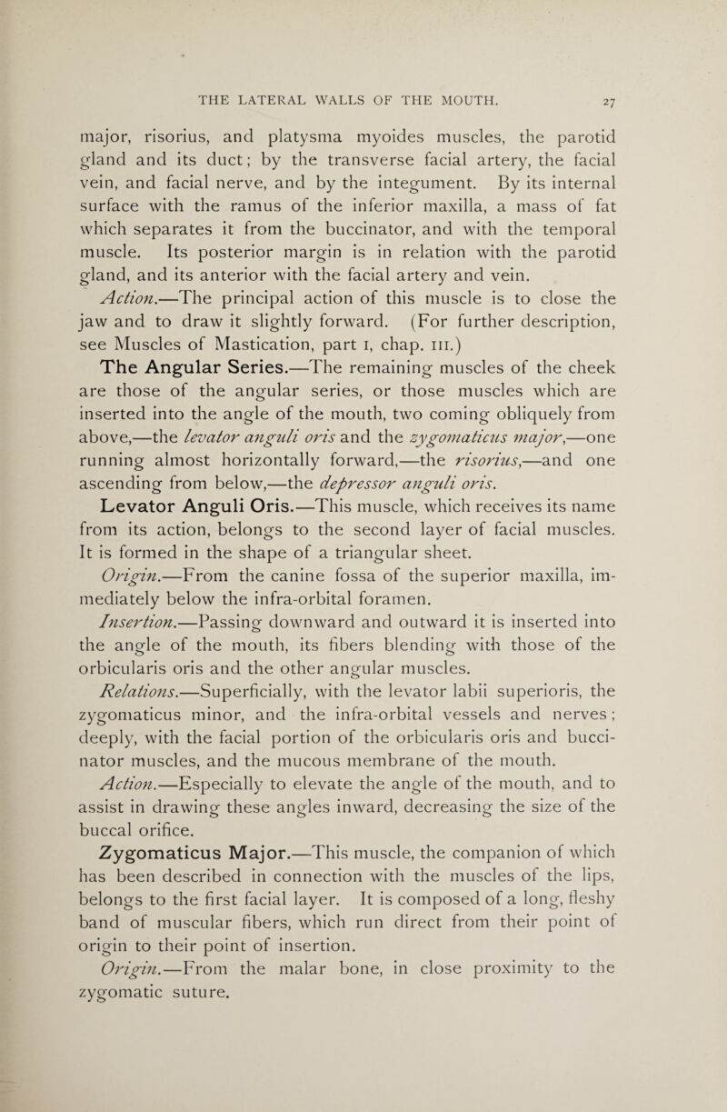 2 7 major, risorius, and platysma myoides muscles, the parotid gland and its duct; by the transverse facial artery, the facial vein, and facial nerve, and by the integument. By its internal surface with the ramus of the inferior maxilla, a mass of fat which separates it from the buccinator, and with the temporal muscle. Its posterior margin is in relation with the parotid gland, and its anterior with the facial artery and vein. Action.—The principal action of this muscle is to close the jaw and to draw it slightly forward. (For further description, see Muscles of Mastication, part i, chap, hi.) The Angular Series.—The remaining muscles of the cheek are those of the angular series, or those muscles which are inserted into the angle of the mouth, two coming obliquely from above,—the levator anguli oris and the zygomaticus major,—one running almost horizontally forward,—the risorius,—and one ascending from below,—the depressor anguli oris. Levator Anguli Oris.—This muscle, which receives its name from its action, belongs to the second layer of facial muscles. It is formed in the shape of a triangular sheet. Origin.—From the canine fossa of the superior maxilla, im¬ mediately below the infra-orbital foramen. Insertion.—Passing downward and outward it is inserted into o the angle of the mouth, its fibers blending with those of the orbicularis oris and the other angular muscles. Relations.—Superficially, with the levator labii superioris, the zygomaticus minor, and the infra-orbital vessels and nerves ; deeply, with the facial portion of the orbicularis oris and bucci¬ nator muscles, and the mucous membrane of the mouth. Action.—Especially to elevate the angle of the mouth, and to assist in drawing these angles inward, decreasing the size of the buccal orifice. Zygomaticus Major.—This muscle, the companion of which has been described in connection with the muscles of the lips, belongs to the first facial layer. It is composed of a long, fleshy band of muscular fibers, which run direct from their point of origin to their point of insertion. Origin.—From the malar bone, in close proximity to the zygomatic suture.