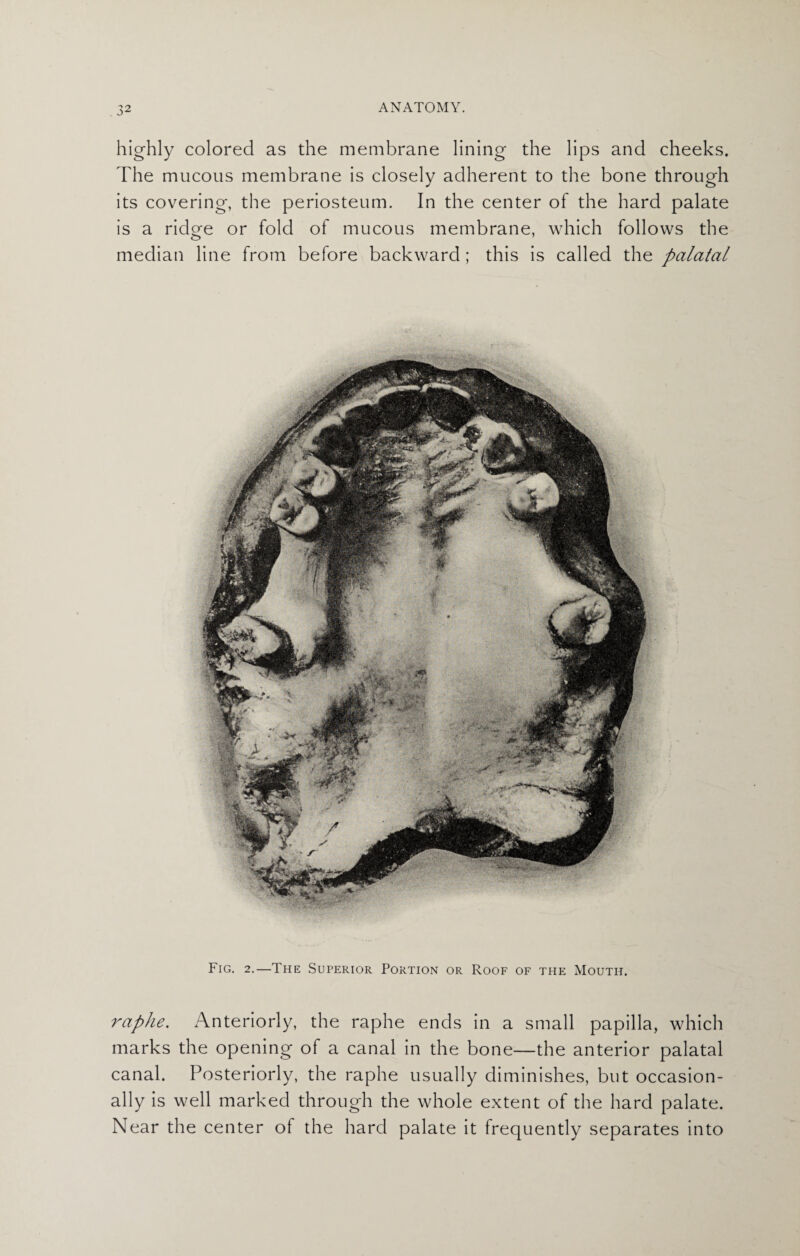 highly colored as die membrane lining the lips and cheeks. The mucous membrane is closely adherent to the bone through its covering, the periosteum. In the center of the hard palate is a ridge or fold of mucous membrane, which follows the median line from before backward ; this is called the palatal Fig. 2.—The Superior Portion or Roof of the Mouth. raphe. Anteriorly, the raphe ends in a small papilla, which marks the opening of a canal in the bone—the anterior palatal canal. Posteriorly, the raphe usually diminishes, but occasion¬ ally is well marked through the whole extent of the hard palate. Near the center of the hard palate it frequently separates into
