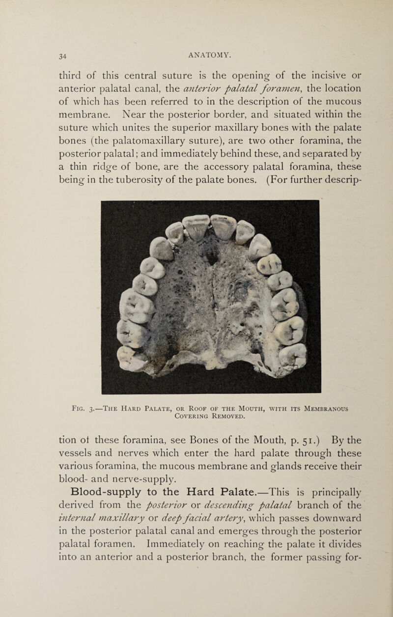 third of this central suture is the opening of the incisive or anterior palatal canal, the anterior palatal foramen, the location of which has been referred to in the description of the mucous membrane. Near the posterior border, and situated within the suture which unites the superior maxillary bones with the palate bones (the palatomaxillary suture), are two other foramina, the posterior palatal; and immediately behind these, and separated by a thin ridge of bone, are the accessory palatal foramina, these being in the tuberosity of the palate bones. (For further descrip- Fig. 3.—The Hard Palate, or Roof of the Mouth, with its Membranous Covering Removed. tion ol these foramina, see Bones of the Mouth, p. 51.) By the vessels and nerves which enter the hard palate through these various foramina, the mucous membrane and glands receive their blood- and nerve-supply. Blood-supply to the Hard Palate.—This is principally derived from the posterior or descending palatal branch of the internal maxillary or deep facial artery, which passes downward in the posterior palatal canal and emerges through the posterior palatal foramen. Immediately on reaching the palate it divides into an anterior and a posterior branch, the former passing for-