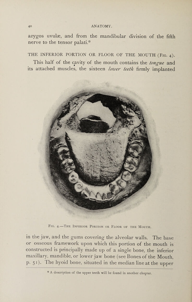 azygos uvulae, and from the mandibular division of the fifth nerve to the tensor palati.* THE INFERIOR PORTION OR FLOOR OF THE MOUTH (Fig. 4). This half of the cavity of the mouth contains the tongue and its attached muscles, the sixteen lower teeth firmly implanted Fig. 4.—The Inferior Portion or Floor of the Mouth. in the jaw, and the gums covering the alveolar walls. The base or osseous framework upon which this portion of the mouth is constructed is principally made up of a single bone, the inferior maxillary, mandible, or lower jaw bone (see Bones of the Mouth, p. 51). I he hyoid bone, situated in the median line at the upper * A description of the upper teeth will be found in another chapter.