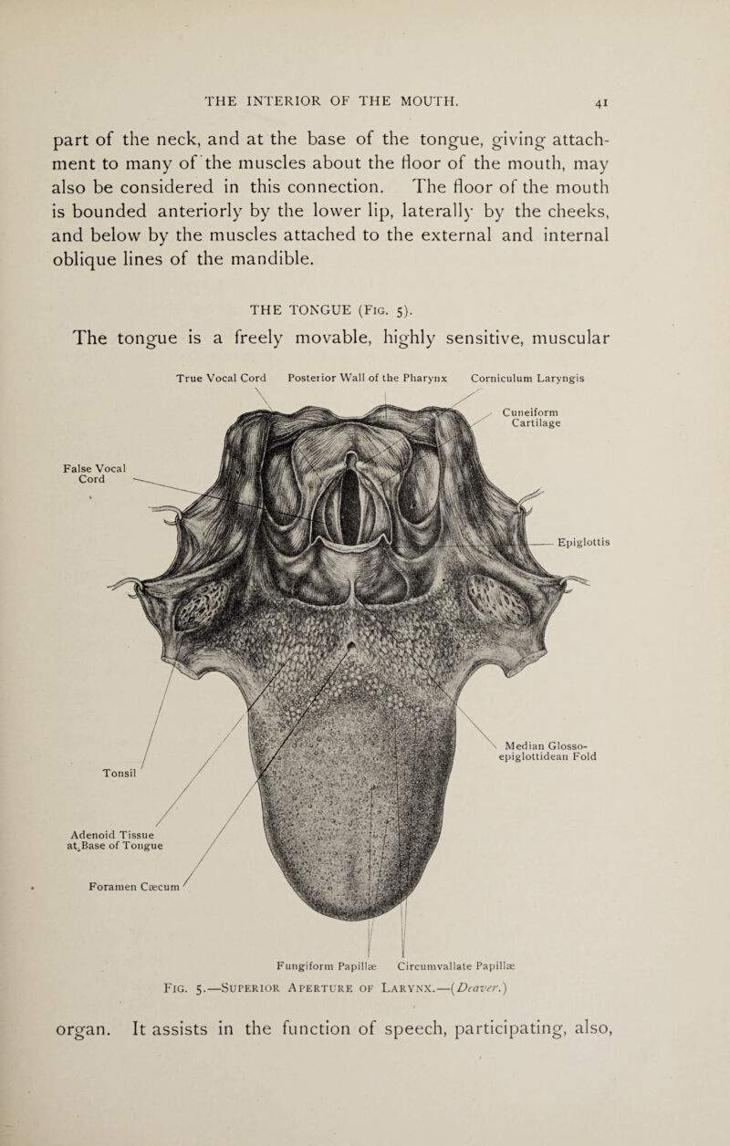 part of the neck, and at the base of the tongue, giving attach¬ ment to many of the muscles about the floor of the mouth, may also be considered in this connection. The floor of the mouth is bounded anteriorly by the lower lip, laterally by the cheeks, and below by the muscles attached to the external and internal oblique lines of the mandible. THE TONGUE (Fig. 5). The tongue is a freely movable, highly sensitive, muscular False Vocal Cord Epiglottis True Vocal Cord Median Glosso- epiglottidean Fold Posterior Wall of the Pharynx Corniculum Laryngis Cuneiform Cartilage Tonsil Adenoid Tissue at Base of Tongue Foramen Caecum Fungiform Papillae Circumvallate Papillae Fig. 5.—Superior Aperture of Larynx.—(.Deaver.) organ. It assists in the function of speech, participating, also,