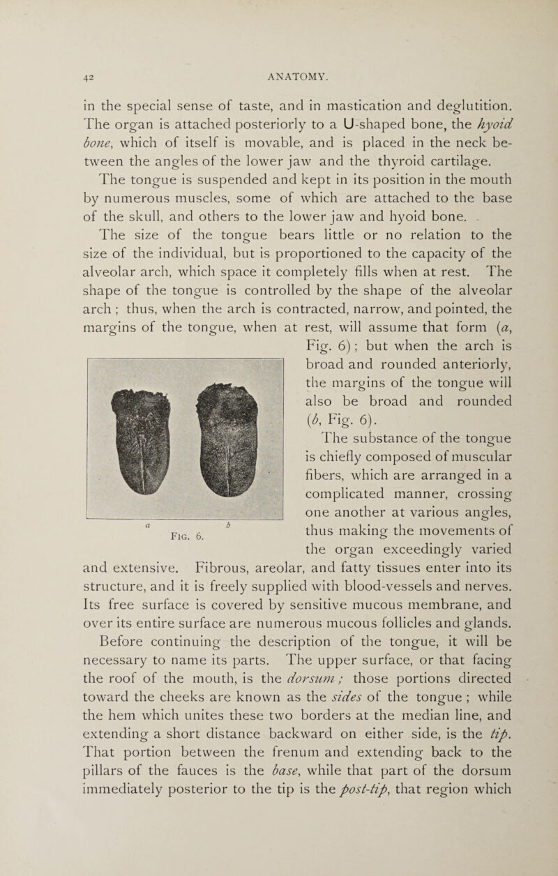 in the special sense of taste, ancl in mastication and deglutition. The organ is attached posteriorly to a U-shaped bone, the hyoid bone, which of itself is movable, and is placed in the neck be¬ tween the angles of the lower jaw and the thyroid cartilage. The tongue is suspended and kept in its position in the mouth by numerous muscles, some of which are attached to the base of the skull, and others to the lower jaw and hyoid bone. The size of the tongue bears little or no relation to the size of the individual, but is proportioned to the capacity of the alveolar arch, which space it completely fills when at rest. The shape of the tongue is controlled by the shape of the alveolar arch ; thus, when the arch is contracted, narrow, and pointed, the margins of the tongue, when at rest, will assume that form (a, Fig. 6); but when the arch is broad and rounded anteriorly, the margins of the tongue will also be broad and rounded (h Fig. 6). The substance of the tongue is chiefly composed of muscular fibers, which are arranged in a complicated manner, crossing one another at various angles, thus making the movements of the organ exceedingly varied and extensive. Fibrous, areolar, and fatty tissues enter into its structure, and it is freely supplied with blood-vessels and nerves. Its free surface is covered by sensitive mucous membrane, and over its entire surface are numerous mucous follicles and glands. Before continuing the description of the tongue, it will be necessary to name its parts. The upper surface, or that facing the roof of the mouth, is the dorsum; those portions directed toward the cheeks are known as the sides of the tongue ; while the hem which unites these two borders at the median line, and extending a short distance backward on either side, is the tip. That portion between the frenum and extending back to the pillars of the fauces is the base, while that part of the dorsum immediately posterior to the tip is the post-tip, that region which a b Fig. 6.