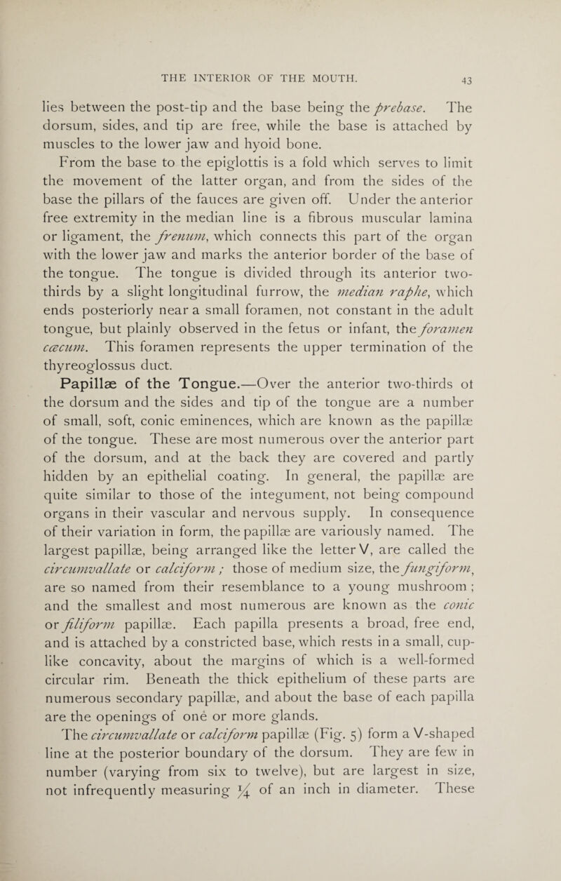 lies between the post-tip and the base being thprebase. The dorsum, sides, and tip are free, while the base is attached by muscles to the lower jaw and hyoid bone. From the base to the epiglottis is a fold which serves to limit the movement of the latter organ, and from the sides of the base the pillars of the fauces are given off. Under the anterior free extremity in the median line is a fibrous muscular lamina or ligament, the frenum, which connects this part of the organ with the lower jaw and marks the anterior border of the base of the tongue. The tongue is divided through its anterior two- thirds by a slight longitudinal furrow, the median raphe, which ends posteriorly near a small foramen, not constant in the adult tongue, but plainly observed in the fetus or infant, the foramen ccBCum. This foramen represents the upper termination of the thyreoglossus duct. Papillae of the Tongue. —Over the anterior two-thirds ot the dorsum and the sides and tip of the tongue are a number of small, soft, conic eminences, which are known as the papillae of the tongue. These are most numerous over the anterior part of the dorsum, and at the back they are covered and partly hidden by an epithelial coating. In general, the papillae are quite similar to those of the integument, not being compound organs in their vascular and nervous supply. In consequence of their variation in form, the papillae are variously named. The largest papillae, being arranged like the letter V, are called the circumvallate or calciform ; those of medium size, the fungiform} are so named from their resemblance to a young mushroom ; and the smallest and most numerous are known as the conic or filiform papillae. Each papilla presents a broad, free end, and is attached by a constricted base, which rests in a small, cup¬ like concavity, about the margins of which is a well-formed circular rim. Beneath the thick epithelium of these parts are numerous secondary papillae, and about the base of each papilla are the openings of one or more glands. The circumvallate or calciform papillae (Fig. 5) form a V-shaped line at the posterior boundary of the dorsum. They are few in number (varying from six to twelve), but are largest in size, not infrequently measuring of an inch in diameter. I hese