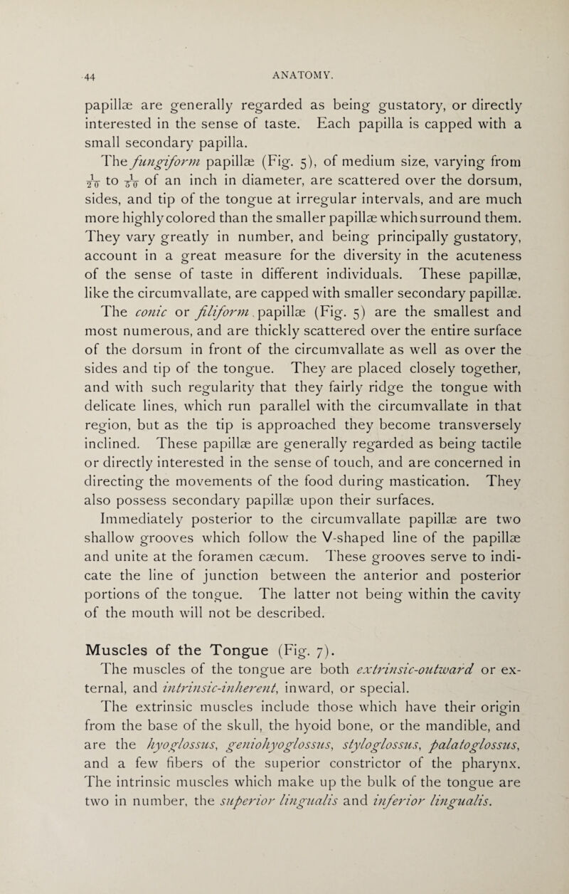 papillae are generally regarded as being gustatory, or directly interested in the sense of taste. Each papilla is capped with a small secondary papilla. The fungiform papillae (Fig. 5), of medium size, varying from 2V to 5V of an inch in diameter, are scattered over the dorsum, sides, and tip of the tongue at irregular intervals, and are much more highly colored than the smaller papillae which surround them. They vary greatly in number, and being principally gustatory, account in a great measure for the diversity in the acuteness of the sense of taste in different individuals. These papillae, like the circumvallate, are capped with smaller secondary papillae. The conic or filiform, papillae (Fig. 5) are the smallest and most numerous, and are thickly scattered over the entire surface of the dorsum in front of the circumvallate as well as over the sides and tip of the tongue. They are placed closely together, and with such regularity that they fairly ridge the tongue with delicate lines, which run parallel with the circumvallate in that region, but as the tip is approached they become transversely inclined. These papillae are generally regarded as being tactile or directly interested in the sense of touch, and are concerned in directing the movements of the food during mastication. They also possess secondary papillae upon their surfaces. Immediately posterior to the circumvallate papillae are two shallow grooves which follow the V-shaped line of the papillae and unite at the foramen caecum. These grooves serve to indi¬ cate the line of junction between the anterior and posterior portions of the tongue. The latter not being within the cavity of the mouth will not be described. Muscles of the Tongue (Fig. 7). The muscles of the tongue are both extrinsic-outward or ex- ternal, and intrinsic-inherent, inward, or special. The extrinsic muscles include those which have their orio-in o from the base of the skull, the hyoid bone, or the mandible, and are the hyoglossus, geniohyoglossus, styloglossus, palatoglossus, and a few fibers of the superior constrictor of the pharynx. The intrinsic muscles which make up the bulk of the tongue are two in number, the superior lingualis and inferior lingualis.
