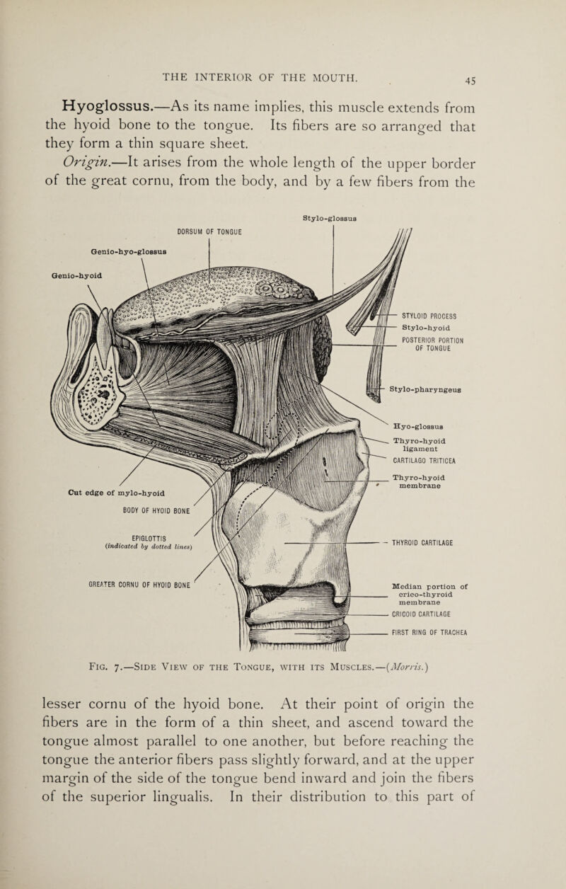 Hyoglossus.—As its name implies, this muscle extends from the hyoid bone to the tongue. Its fibers are so arranged that they form a thin square sheet. Origin.—It arises from the whole length of the upper border of the great cornu, from the body, and by a few fibers from the Stylo-glossus DORSUM OF TONGUE Genio-hyo-glossua Genio-hyoid STYLOID PROCESS Mi- Stylo-hyoid Mill POSTERIOR PORTION OF TONGUE | j ni lijfi - Stylo-pharyngeus Hyo-glossus Cut edge of mylo-hyoid BODY OF HYOID BONE EPIGLOTTIS (indicated by dotted lines) GREATER CORNU OF HYOID BONE Thyro-hyoid ligament CARTILAGO TRITICEA Thyro-hyoid membrane - THYROID CARTILAGE Median portion of crieo-thyroid membrane - CRICOID CARTILAGE FIRST RING OF TRACHEA Fig. 7.—Side View of the Tongue, with its Muscles.—{Morris.) lesser cornu of the hyoid bone. At their point of origin the fibers are in the form of a thin sheet, and ascend toward the tongue almost parallel to one another, but before reaching the tongue the anterior fibers pass slightly forward, and at the upper margin of the side of the tongue bend inward and join the fibers of the superior lingualis. In their distribution to this part of