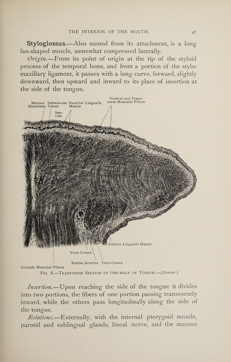 Styloglossus.—Also named from its attachment, is a long fan-shaped muscle, somewhat compressed laterally. Origin.—From its point of origin at the tip of the styloid process of the temporal bone, and from a portion of the stylo¬ maxillary ligament, it passes with a long curve, forward, slightly downward, then upward and inward to its place of insertion at the side of the tongue. Mucous Submucous Superior Lingualis Membrane Tissue Muscle Vertical and Trans¬ verse Muscular Fibers Inferior Lingualis Muscle Ranine Arteries Vena Comes Intrinsic Muscular Fibers Fig. 8.—Transverse Section of One-half of Tongue.—(Denver.) Insertion.—Upon reaching the side of the tongue it divides into two portions, the fibers of one portion passing transversely inward, while the others pass longitudinally along the side of the tongue. Relations.—Externally, with the internal pterygoid muscle, parotid and sublingual glands, lineal nerve, and the mucous