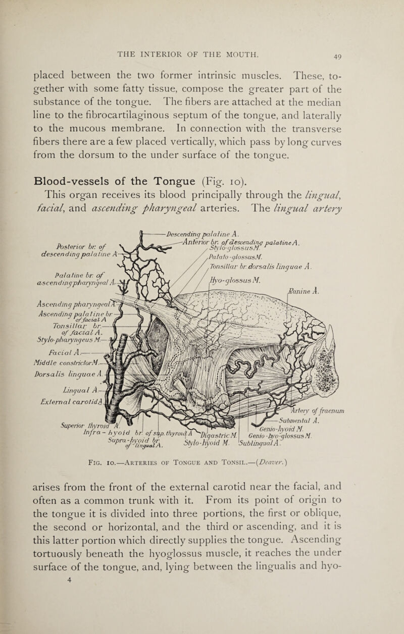 placed between the two former intrinsic muscles. These, to¬ gether with some fatty tissue, compose the greater part of the substance of the tongue. The fibers are attached at the median line to the fibrocartilaginous septum of the tongue, and laterally to the mucous membrane. In connection with the transverse fibers there are a few placed vertically, which pass by long curves from the dorsum to the under surface of the tongue. Blood-vessels of the Tongue (Fig. io). This organ receives its blood principally through the lingual, facial, and ascending pharyngeal arteries. The lingual artery Ranine Posterior br. of descending palatine A Palatine br. of a^scendmypharyngeal A- Ascendmg pharyngeaff- Ascendinq palatine br 'offacial A Tonsillar br.- of feudal A. Sty/o-pharynqeus Mr- Facial A. Middle conslriclorM. Dorsalis linguae A. Lingual A — External carol id A -Descending palatine A. -Anterior bn ofdescending palatine A. , Slylo-glossusN. 1 ,Potato -glossusM. Tonsillar br. dorsalis linguae A. Hyo-glossus M. Superior thyroid Infra - hyo id br. of s\p. thyroid J^DiqastiicM. ^linrn - h\rm r/ hr i i • * tr Artery of fraenum Submental A. Supra-hyoid br of ' lingual A. Genio -hyoid M. Genio -tiyo -glossus M. Stylo-hyoid M. Sublingual A. Fig. io.—Arteries of Tongue and Tonsil.—[Denver.) arises from the front of the external carotid near the facial, and often as a common trunk with it. From its point of origin to the tongue it is divided into three portions, the first or oblique, the second or horizontal, and the third or ascending, and it is this latter portion which directly supplies the tongue. Ascending tortuously beneath the hyoglossus muscle, it reaches the under surface of the tongue, and, lying between the lingualis and hyo- 4