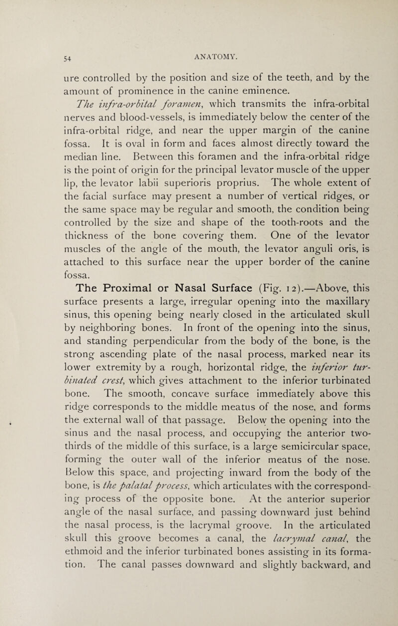 ure controlled by the position and size of the teeth, and by the amount of prominence in the canine eminence. The infra-orbital foramen, which transmits the infra-orbital nerves and blood-vessels, is immediately below the center of the infra-orbital ridge, and near the upper margin of the canine fossa. It is oval in form and faces almost directly toward the median line. Between this foramen and the infra-orbital ridge is the point of origin for the principal levator muscle of the upper lip, the levator labii superioris proprius. The whole extent of the facial surface may present a number of vertical ridges, or the same space may be regular and smooth, the condition being controlled by the size and shape of the tooth-roots and the thickness of the bone covering them. One of the levator muscles of the angle of the mouth, the levator anguli oris, is attached to this surface near the upper border of the canine fossa. The Proximal or Nasal Surface (Fig. 12).—Above, this surface presents a large, irregular opening into the maxillary sinus, this opening being nearly closed in the articulated skull by neighboring bones. In front of the opening into the sinus, and standing perpendicular from the body of the bone, is the strong ascending plate of the nasal process, marked near its lower extremity by a rough, horizontal ridge, the inferior tur¬ binated crest, which gives attachment to the inferior turbinated bone. The smooth, concave surface immediately above this ridge corresponds to the middle meatus of the nose, and forms the external wall of that passage. Below the opening into the sinus and the nasal process, and occupying the anterior two- thirds of the middle of this surface, is a large semicircular space, forming the outer wall of the inferior meatus of the nose. Below this space, and projecting inward from the body of the bone, is the palatal process, which articulates with the correspond¬ ing process of the opposite bone. At the anterior superior angle of the nasal surface, and passing downward just behind the nasal process, is the lacrymal groove. In the articulated skull this groove becomes a canal, the lacrymal canal, the ethmoid and the inferior turbinated bones assisting in its forma- tion. The canal passes downward and slightly backward, and