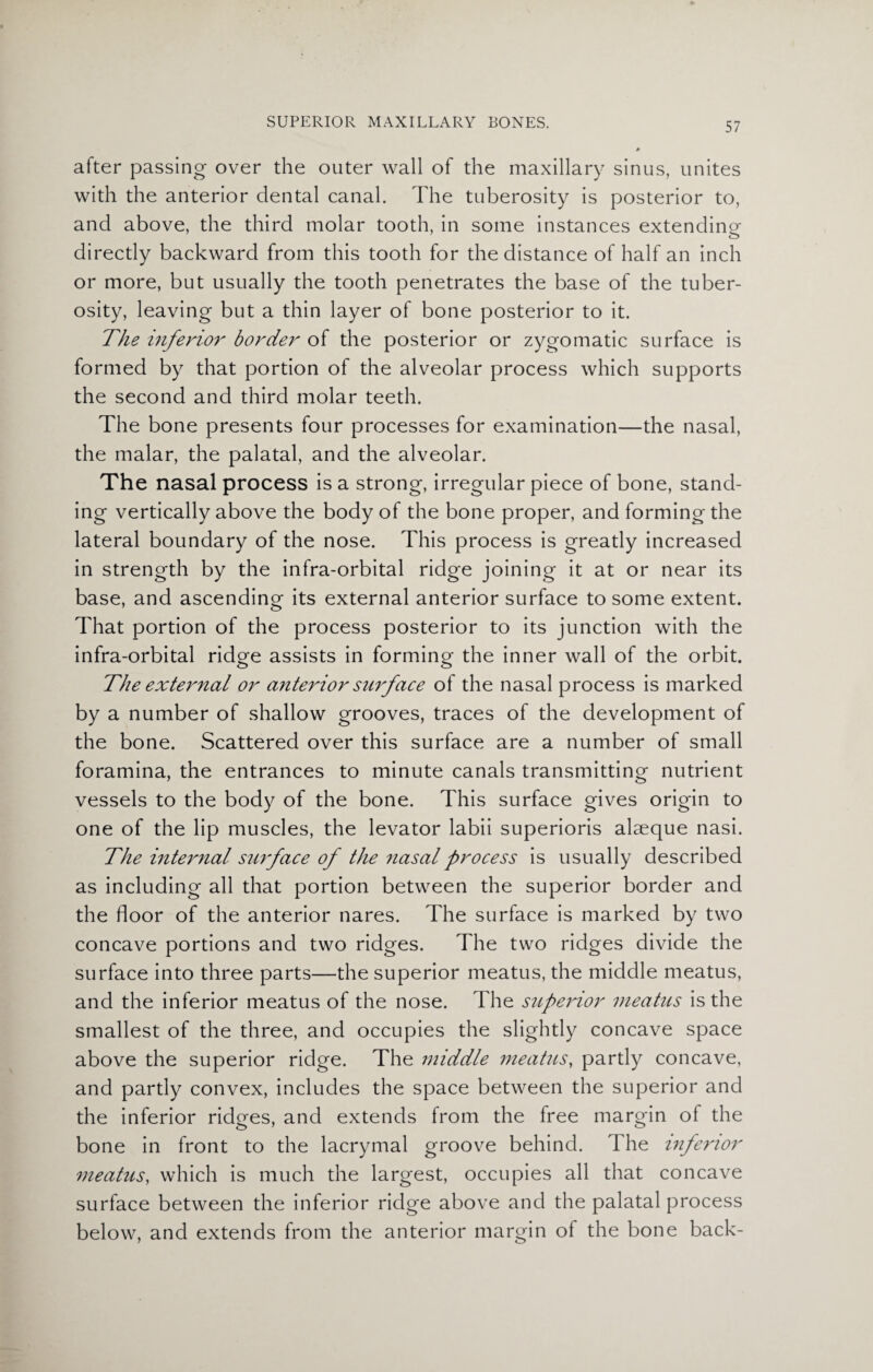 after passing over the outer wall of the maxillary sinus, unites with the anterior dental canal. The tuberosity is posterior to, and above, the third molar tooth, in some instances extending directly backward from this tooth for the distance of half an inch or more, but usually the tooth penetrates the base of the tuber¬ osity, leaving but a thin layer of bone posterior to it. The inferior border of the posterior or zygomatic surface is formed by that portion of the alveolar process which supports the second and third molar teeth. The bone presents four processes for examination—the nasal, the malar, the palatal, and the alveolar. The nasal process is a strong, irregular piece of bone, stand¬ ing vertically above the body of the bone proper, and forming the lateral boundary of the nose. This process is greatly increased in strength by the infra-orbital ridge joining it at or near its base, and ascending its external anterior surface to some extent. That portion of the process posterior to its junction with the infra-orbital ridge assists in forming the inner wall of the orbit. The external or anterior surface of the nasal process is marked by a number of shallow grooves, traces of the development of the bone. Scattered over this surface are a number of small foramina, the entrances to minute canals transmitting nutrient vessels to the body of the bone. This surface gives origin to one of the lip muscles, the levator labii superioris alaeque nasi. The internal1 surface of the nasal process is usually described as including all that portion between the superior border and the floor of the anterior nares. The surface is marked by two concave portions and two ridges. The two ridges divide the surface into three parts—the superior meatus, the middle meatus, and the inferior meatus of the nose. The superior meatus is the smallest of the three, and occupies the slightly concave space above the superior ridge. The middle meatus, partly concave, and partly convex, includes the space between the superior and the inferior ridges, and extends from the free margin of the bone in front to the lacrymal groove behind. I he inferior meatus, which is much the largest, occupies all that concave surface between the inferior ridge above and the palatal process below, and extends from the anterior margin of the bone back-
