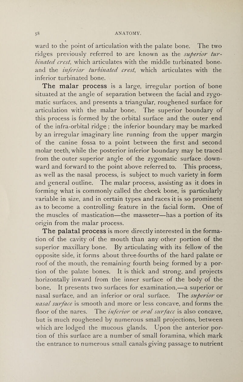 ward to the point of articulation with the palate bone. The two ridges previously referred to are known as the superior tur¬ binated crest, which articulates with the middle turbinated bone, and the inferior turbinated crest, which articulates with the inferior turbinated bone. The malar process is a large, irregular portion of bone situated at the angle of separation between the facial and zygo¬ matic surfaces, and presents a triangular, roughened surface for articulation with the malar bone. The superior boundary of this process is formed by the orbital surface and the outer end of the infra-orbital ridge ; the inferior boundary may be marked by an irregular imaginary line running from the upper margin of the canine fossa to a point between the first and second molar teeth, while the posterior inferior boundary may be traced from the outer superior angle of the zygomatic surface down¬ ward and forward to the point above referred to. This process, as well as the nasal process, is subject to much variety in form and general outline. The malar process, assisting as it does in forming what is commonly called the cheek bone, is particularly variable in size, and in certain types and races it is so prominent as to become a controlling feature in the facial form. One of the muscles of mastication—the masseter—has a portion of its origin from the malar process. The palatal process is more directly interested in the forma¬ tion of the cavity of the mouth than any other portion of the superior maxillary bone. By articulating with its fellow of the opposite side, it forms about three-fourths of the hard palate or roof of the mouth, the remaining fourth being formed by a por¬ tion of the palate bones. It is thick and strong, and projects horizontally inward from the inner surface of the body of the bone. It presents two surfaces for examination,—a superior or nasal surface, and an inferior or oral surface. The superior or nasal surface is smooth and more or less concave, and forms the floor of the nares. The inferior or oral surface is also concave, but is much roughened by numerous small projections, between which are lodged the mucous glands. Upon the anterior por¬ tion of this surface are a number of small foramina, which mark the entrance to numerous small canals giving passage to nutrient