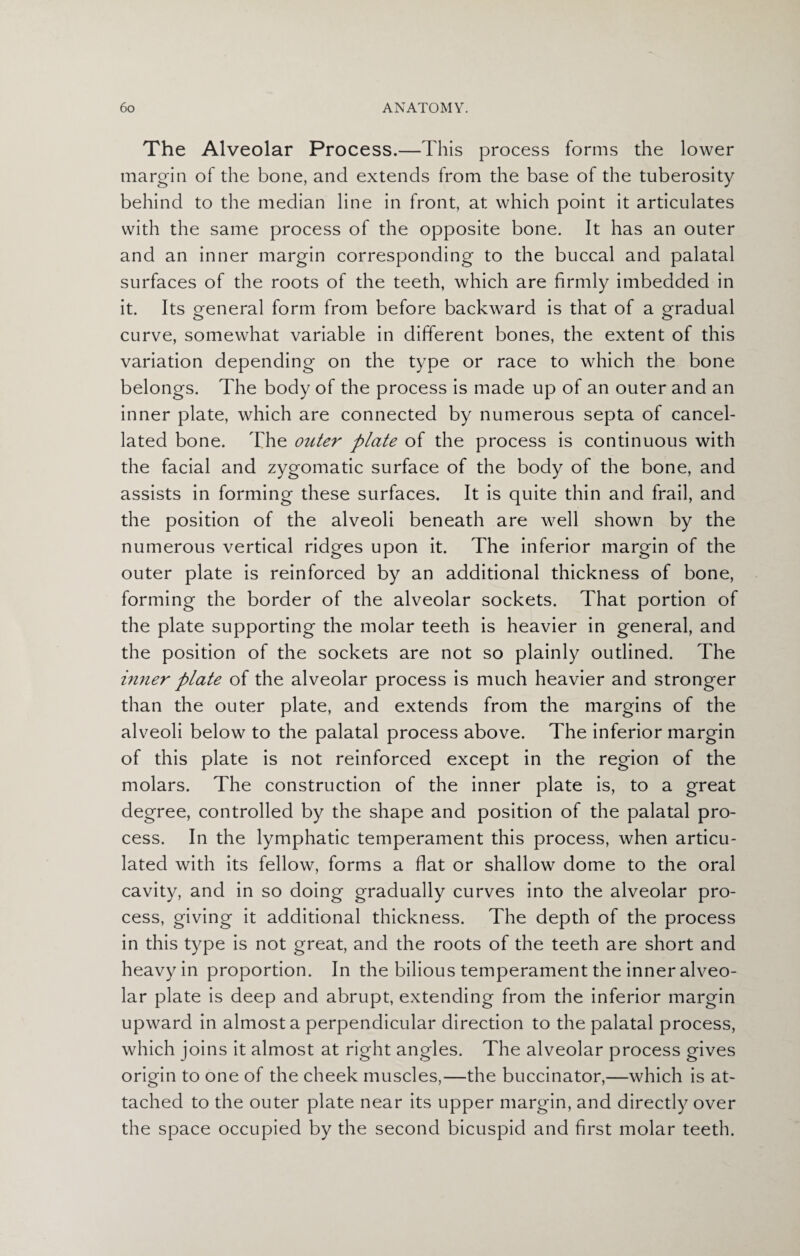 The Alveolar Process.—This process forms the lower margin of the bone, and extends from the base of the tuberosity behind to the median line in front, at which point it articulates with the same process of the opposite bone. It has an outer and an inner margin corresponding to the buccal and palatal surfaces of the roots of the teeth, which are firmly imbedded in it. Its oreneral form from before backward is that of a gradual curve, somewhat variable in different bones, the extent of this variation depending on the type or race to which the bone belongs. The body of the process is made up of an outer and an inner plate, which are connected by numerous septa of cancel¬ lated bone. The outer plate of the process is continuous with the facial and zygomatic surface of the body of the bone, and assists in forming these surfaces. It is quite thin and frail, and the position of the alveoli beneath are well shown by the numerous vertical ridges upon it. The inferior margin of the outer plate is reinforced by an additional thickness of bone, forming the border of the alveolar sockets. That portion of the plate supporting the molar teeth is heavier in general, and the position of the sockets are not so plainly outlined. The inner plate of the alveolar process is much heavier and stronger than the outer plate, and extends from the margins of the alveoli below to the palatal process above. The inferior margin of this plate is not reinforced except in the region of the molars. The construction of the inner plate is, to a great degree, controlled by the shape and position of the palatal pro¬ cess. In the lymphatic temperament this process, when articu¬ lated with its fellow, forms a flat or shallow dome to the oral cavity, and in so doing gradually curves into the alveolar pro¬ cess, giving it additional thickness. The depth of the process in this type is not great, and the roots of the teeth are short and heavy in proportion. In the bilious temperament the inner alveo¬ lar plate is deep and abrupt, extending from the inferior margin upward in almost a perpendicular direction to the palatal process, which joins it almost at right angles. The alveolar process gives origin to one of the cheek muscles,—the buccinator,—which is at¬ tached to the outer plate near its upper margin, and directly over the space occupied by the second bicuspid and first molar teeth.