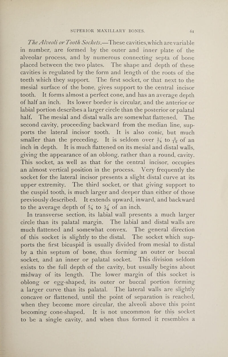 The Alveoli or Tooth Sockets.—These cavities,which are variable in number, are formed by the outer and inner plate of the alveolar process, and by numerous connecting septa of bone placed between the two plates. The shape and depth of these cavities is regulated by the form and length of the roots of the teeth which they support. The first socket, or that next to the mesial surface of the bone, gives support to the central incisor tooth. It forms almost a perfect cone, and has an average depth of half an inch. Its lower border is circular, and the anterior or labial portion describes a larger circle than the posterior or palatal half. The mesial and distal walls are somewhat flattened. The second cavity, proceeding backward from the median line, sup¬ ports the lateral incisor tooth. It is also conic, but much smaller than the preceding. It is seldom over 3^ to T5-g of an inch in depth. It is much flattened on its mesial and distal walls, giving the appearance of an oblong, rather than a round, cavity. This socket, as well as that for the central incisor, occupies an almost vertical position in the process. Very frequently the socket for the lateral incisor presents a slight distal curve at its upper extremity. The third socket, or that giving support to the cuspid tooth, is much larger and deeper than either of those previously described. It extends upward, inward, and backward to the average depth of 5^ to ^ of an inch. In transverse section, its labial wall presents a much larger circle than its palatal margin. The labial and distal walls are much flattened and somewhat convex. The general direction of this socket is slightly to the distal. The socket which sup¬ ports the first bicuspid is usually divided from mesial to distal by a thin septum of bone, thus forming an outer or buccal socket, and an inner or palatal socket. This division seldom exists to the full depth of the cavity, but usually begins about midway of its length. The lower margin of this socket is oblong or egg-shaped, its outer or buccal portion forming a larger curve than its palatal. The lateral walls are slightly concave or flattened, until the point of separation is reached, when they become more circular, the alveoli above this point becoming cone-shaped. It is not uncommon for this socket to be a single cavity, and when thus formed it resembles a