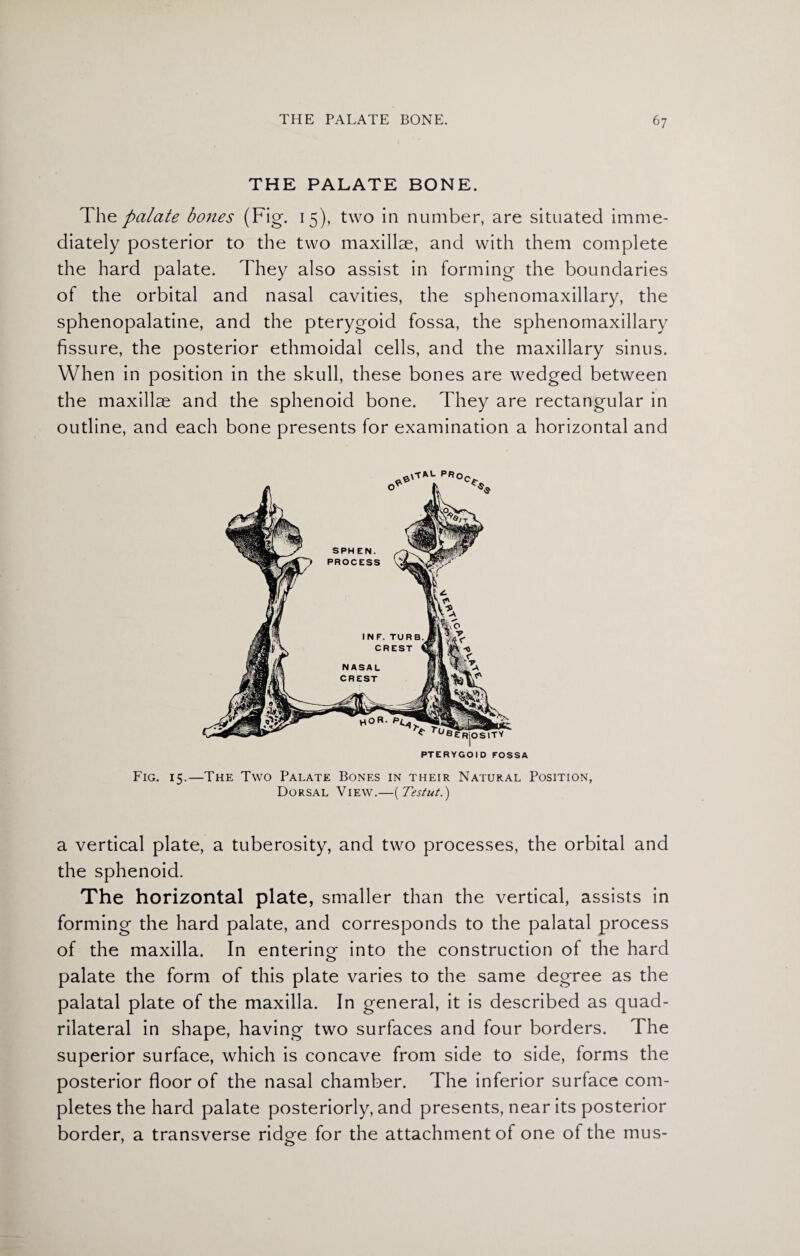 THE PALATE BONE. The palate bones (Fig. 15), two in number, are situated imme¬ diately posterior to the two maxillae, and with them complete the hard palate. They also assist in forming the boundaries of the orbital and nasal cavities, the sphenomaxillary, the sphenopalatine, and the pterygoid fossa, the sphenomaxillary fissure, the posterior ethmoidal cells, and the maxillary sinus. When in position in the skull, these bones are wedged between the maxillae and the sphenoid bone. They are rectangular in outline, and each bone presents for examination a horizontal and PTERYGOID FOSSA Fig. 15.—The Two Palate Bones in their Natural Position, Dorsal View.—( Testut.) a vertical plate, a tuberosity, and two processes, the orbital and the sphenoid. The horizontal plate, smaller than the vertical, assists in forming the hard palate, and corresponds to the palatal process of the maxilla. In entering into the construction of the hard palate the form of this plate varies to the same degree as the palatal plate of the maxilla. In general, it is described as quad¬ rilateral in shape, having two surfaces and four borders. The superior surface, which is concave from side to side, forms the posterior floor of the nasal chamber. The inferior surface com¬ pletes the hard palate posteriorly, and presents, near its posterior border, a transverse rid^e for the attachment of one of the mus- 7 o