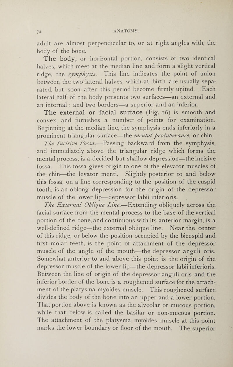 adult are almost perpendicular to, or at right angles with, the body of the bone. The body, or horizontal portion, consists of two identical halves, which meet at the median line and form a slight vertical ridge, the symphysis. This line indicates the point of union between the two lateral halves, which at birth are usually sepa¬ rated, but soon after this period become firmly united. Each lateral half of the body presents two surfaces—an external and an internal; and two borders—a superior and an inferior. The external or facial surface (Fig. 16) is smooth and convex, and furnishes a number of points for examination. Beginning at the median line, the symphysis ends inferiorly in a prominent triangular surface—the mental protuberance, or chin. The Incisive Fossa.—Passing backward from the symphysis, and immediately above the triangular ridge which forms the mental process, is a decided but shallow depression—the incisive fossa. This fossa gives origin to one of the elevator muscles of the chin—the levator menti. Slightly posterior to and below this fossa, on a line corresponding to the position of the cuspid tooth, is an oblong depression for the origin of the depressor muscle of the lower lip—depressor labii inferioris. The External Oblique Line.—Extending obliquely across the facial surface from the mental process to the base of the vertical portion of the bone, and continuous with its anterior margin, is a well-defined ridge—the external oblique line. Near the center of this ridge, or below the position occupied by the bicuspid and first molar teeth, is the point of attachment of the depressor muscle of the angle of the mouth—the depressor anguli oris. Somewhat anterior to and above this point is the origin of the depressor muscle of the lower lip—the depressor labii inferioris. Between the line of origin of the depressor anguli oris and the inferior border of the bone is a roughened surface for the attach¬ ment of the platysma myoides muscle. This roughened surface divides the body of the bone into an upper and a lower portion. That portion above is known as the alveolar or mucous portion, while that below is called the basilar or non-mucous portion. The attachment of the platysma myoides muscle at this point marks the lower boundary or floor of the mouth. The superior