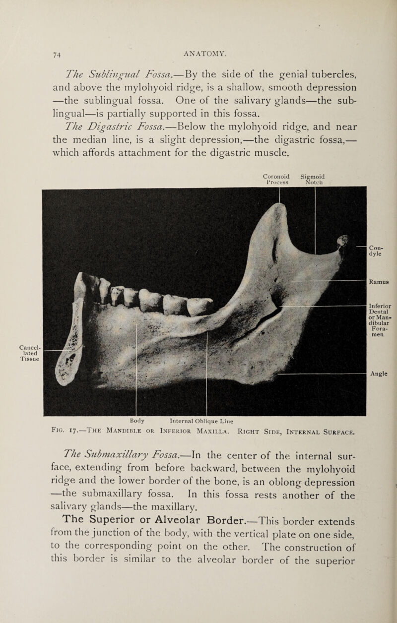 The Sublingual Fossa.—By the side of the genial tubercles, and above the mylohyoid ridge, is a shallow, smooth depression —the sublingual fossa. One of the salivary glands—the sub¬ lingual—is partially supported in this fossa. The Digastric Fossa.—Below the mylohyoid ridge, and near the median line, is a slight depression,—the digastric fossa,— which affords attachment for the digastric muscle. Coronoid Sigmoid Process Notch Cancel¬ lated Tissue Con¬ dyle Ramus Inferior Dental or Man¬ dibular Fora¬ men Angle Body Internal Oblique Line Fig. 17.— I he Mandible or Inferior Maxilla. Right Side, Internal Surface. The Submaxillary Fossa.—In the center of the internal sur¬ face, extending from before backward, between the mylohyoid ridge and the lower border of the bone, is an oblong depression —the submaxillary fossa. In this fossa rests another of the salivary glands—the maxillary. The Superior or Alveolar Border.—This border extends from the junction of the body, with the vertical plate on one side, to the corresponding point on the other. The construction of this border is similar to the alveolar border of the superior