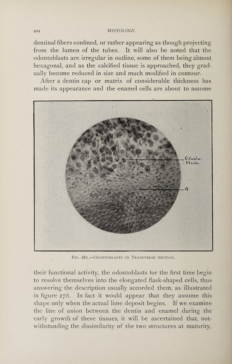 dentinal fibers confined, or rather appearing as though projecting from the lumen of the tubes. It will also be noted that the odontoblasts are irregular in outline, some of them being almost hexagonal, and as the calcified tissue is approached, they grad¬ ually become reduced in size and much modified in contour. After a dentin cap or matrix of considerable thickness has made its appearance and the enamel cells are about to assume their functional activity, the odontoblasts ior the first time begin to resolve themselves into the elongated flask-shaped cells, thus answering the description usually accorded them, as illustrated in figure 278. In fact it would appear that they assume this shape only when the actual lime deposit begins. If we examine the line of union between the dentin and enamel .during the earlv growth of these tissues, it will be ascertained that, not- withstanding the dissimilarity of the two structures at maturity,