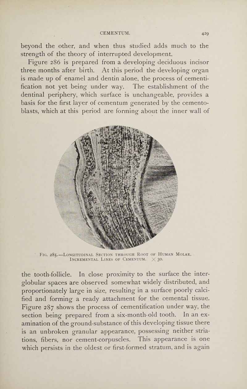 beyond the other, and when thus studied adds much to the strength of the theory of interrupted development. Figure 286 is prepared from a developing deciduous incisor three months after birth. At this period the developing organ is made up of enamel and dentin alone, the process of cementi- fication not yet being under way. The establishment of the dentinal periphery, which surface is unchangeable, provides a basis for the first layer of cementum generated by the cemento- blasts, which at this period are forming about the inner wall of Fig. 285.—Longitudinal Section through Root of Human Molar. Incremental Lines of Cementum. X 3°- the tooth-follicle. In close proximity to the surface the inter- globular spaces are observed somewhat widely distributed, and proportionately large in size, resulting in a surface poorly calci¬ fied and forming a ready attachment lor the cemental tissue. Figure 287 shows the process of cementification under way, the section being prepared from a six-month-old tooth. In an ex¬ amination of the ground-substance of this developing tissue there is an unbroken granular appearance, possessing neither stria- tions, fibers, nor cement-corpuscles. This appearance is one which persists in the oldest or first-formed stratum, and is again