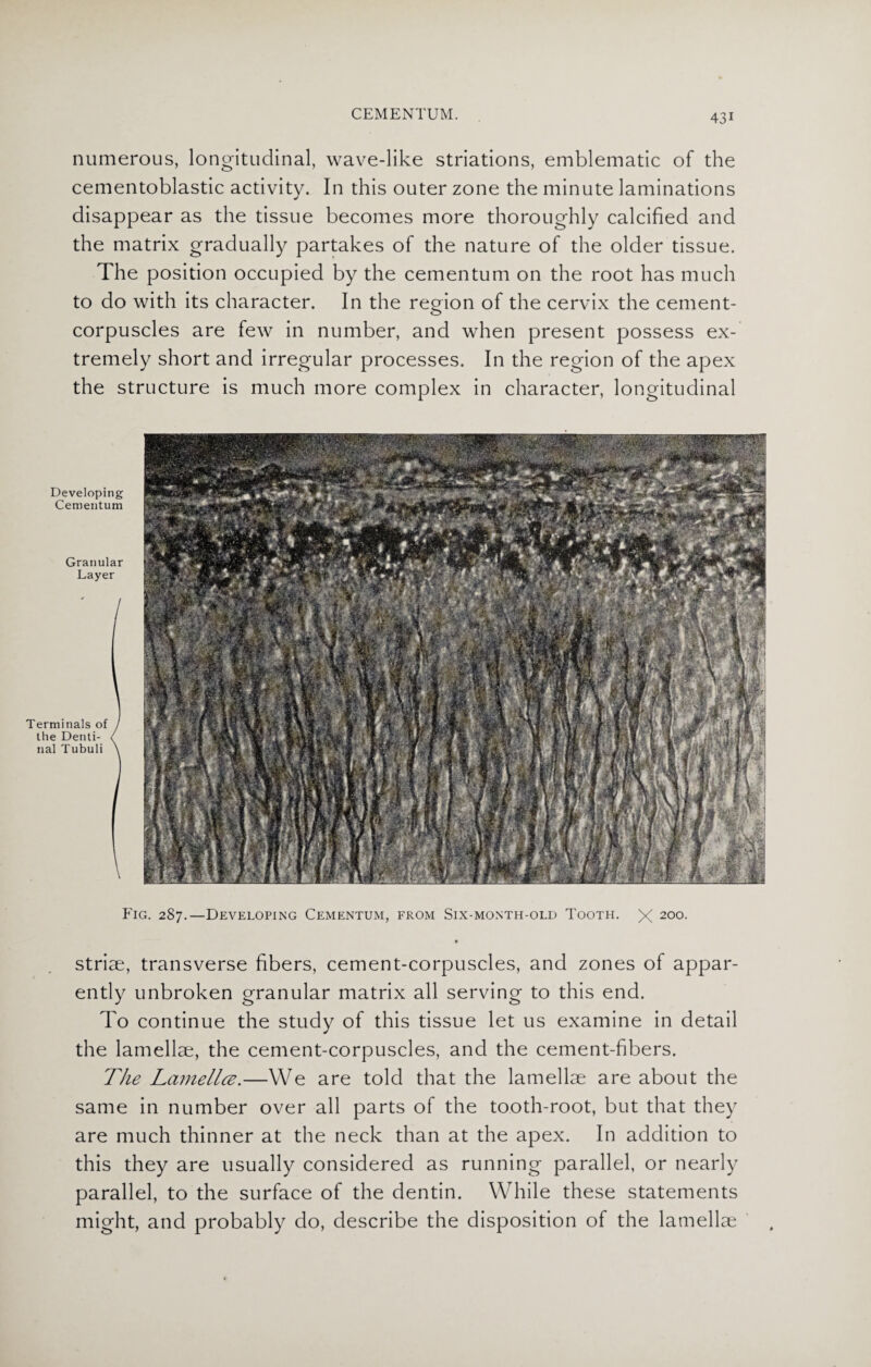 numerous, longitudinal, wave-like striations, emblematic of the cementoblastic activity. In this outer zone the minute laminations disappear as the tissue becomes more thoroughly calcified and the matrix gradually partakes of the nature of the older tissue. The position occupied by the cementum on the root has much to do with its character. In the region of the cervix the cement- corpuscles are few in number, and when present possess ex¬ tremely short and irregular processes. In the region of the apex the structure is much more complex in character, longitudinal Developing Cementum Granular Layer Terminals of the Denti¬ nal Tubuli Fig. 287.—Developing Cementum, from Six-month-old Tooth. X 200. • striae, transverse fibers, cement-corpuscles, and zones of appar¬ ently unbroken granular matrix all serving to this end. To continue the study of this tissue let us examine in detail the lamellae, the cement-corpuscles, and the cement-fibers. The Lamellcz.—We are told that the lamellae are about the same in number over all parts of the tooth-root, but that they are much thinner at the neck than at the apex. In addition to this they are usually considered as running parallel, or nearly parallel, to the surface of the dentin. While these statements might, and probably do, describe the disposition of the lamellae