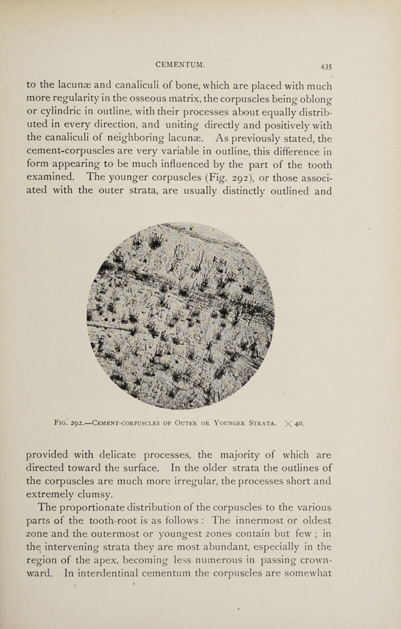 to the lacunae and canaliculi of bone, which are placed with much more regularity in the osseous matrix, the corpuscles being oblong or cylindric in outline, with their processes about equally distrib¬ uted in every direction, and uniting directly and positively with the canaliculi of neighboring lacunae. As previously stated, the cement-corpuscles are very variable in outline, this difference in form appearing to be much influenced by the part of the tooth examined. The younger corpuscles (Fig. 292), or those associ¬ ated with the outer strata, are usually distinctly outlined and provided with delicate processes, the majority of which are directed toward the surface. In the older strata the outlines of the corpuscles are much more irregular, the processes short and extremely clumsy. The proportionate distribution of the corpuscles to the various parts of the tooth-root is as follows : The innermost or oldest zone and the outermost or youngest zones contain but few ; in the intervening strata they are most abundant, especially in the region of the apex, becoming less numerous in passing crown- ward. In interdentinal cementum the corpuscles are somewhat