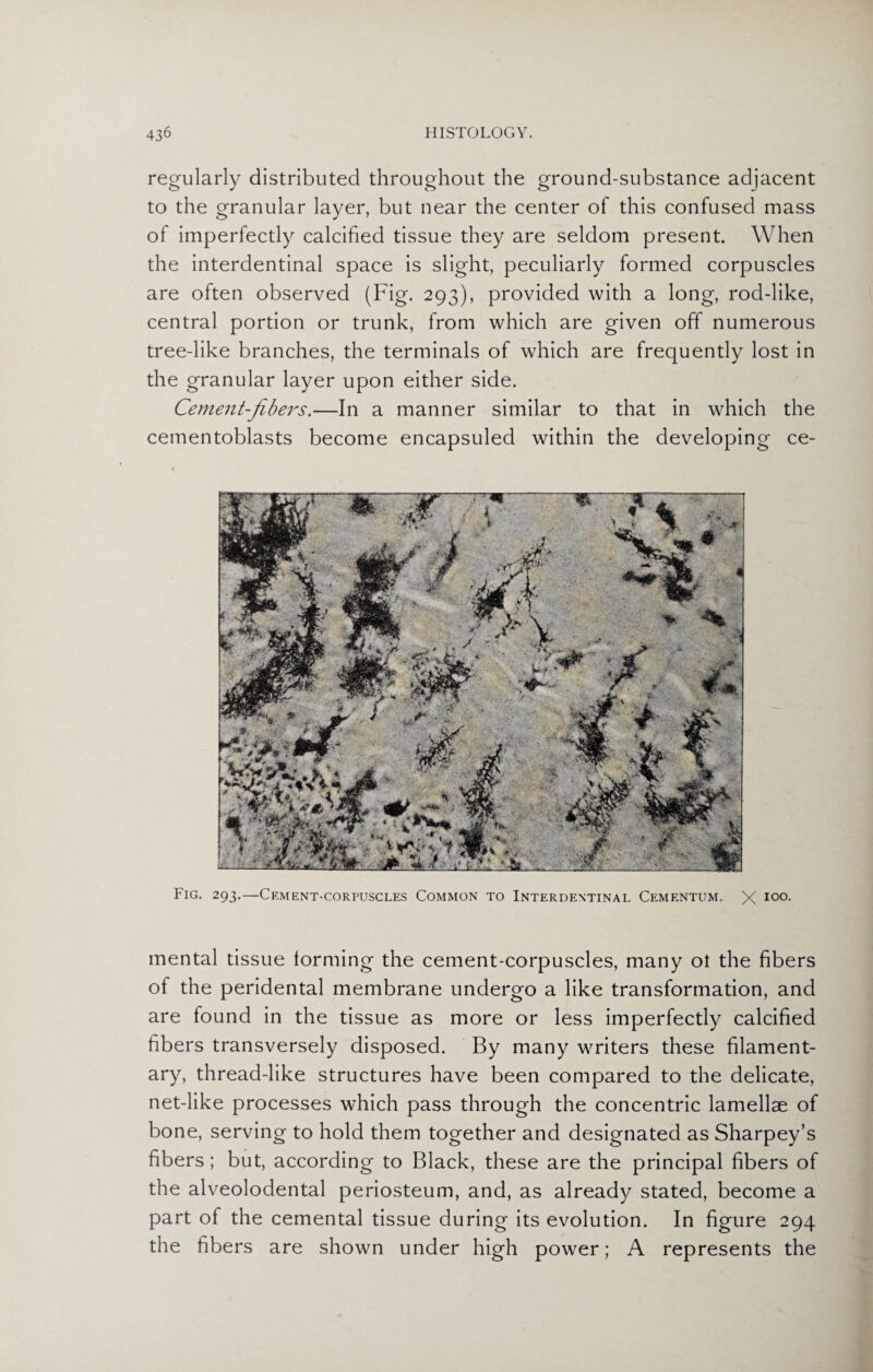 regularly distributed throughout the ground-substance adjacent to the granular layer, but near the center of this confused mass of imperfectly calcified tissue they are seldom present. When the interdentinal space is slight, peculiarly formed corpuscles are often observed (Fig. 293), provided with a long, rod-like, central portion or trunk, from which are given off numerous tree-like branches, the terminals of which are frequently lost in the granular layer upon either side. Cement-fibers.—In a manner similar to that in which the cementoblasts become encapsuled within the developing ce- Fig. 293.—Cement-corpuscles Common to Interdentinal Cementum. X I0°- mental tissue forming the cement-corpuscles, many ot the fibers of the peridental membrane undergo a like transformation, and are found in the tissue as more or less imperfectly calcified fibers transversely disposed. By many writers these filament¬ ary, thread-like structures have been compared to the delicate, net-like processes which pass through the concentric lamellae of bone, serving to hold them together and designated as Sharpey’s fibers ; but, according to Black, these are the principal fibers of the alveolodental periosteum, and, as already stated, become a part of the cemental tissue during its evolution. In figure 294 the fibers are shown under high power; A represents the
