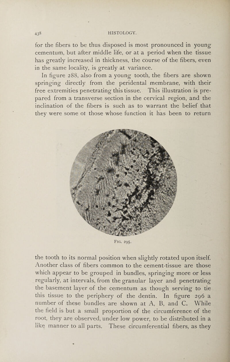 for the fibers to be thus disposed is most pronounced in young cementum, but after middle life, or at a period when the tissue has greatly increased in thickness, the course of the fibers, even in the same locality, is greatly at variance. In figure 288, also from a young tooth, the fibers are shown springing directly from the peridental membrane, with their free extremities penetrating this tissue. This illustration is pre¬ pared from a transverse section in the cervical region, and the inclination of the fibers is such as to warrant the belief that they were some ot those whose function it has been to return Fig. 295. the tooth to its normal position when slightly rotated upon itself. Another class of fibers common to the cement-tissue are those which appear to be grouped in bundles, springing more or less regularly, at intervals, from the granular layer and penetrating the basement layer of the cementum as though serving to tie this tissue to the periphery of the dentin. In figure 296 a number of these bundles are shown at A, B, and C. While the field is but a small proportion of the circumference of the root, they are observed, under low power, to be distributed in a like manner to all parts. These circumferential fibers, as they