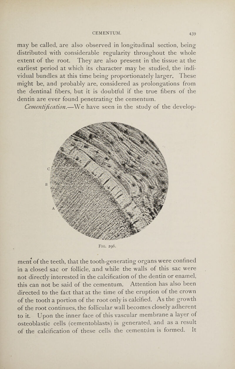 may be called, are also observed in longitudinal section, being distributed with considerable regularity throughout the whole extent of the root. They are also present in the tissue at the earliest period at which its character may be studied, the indi¬ vidual bundles at this time being proportionately larger. These might be, and probably are, considered as prolongations from the dentinal fibers, but it is doubtful if the true fibers of the dentin are ever found penetrating the cementum. Cementification.—We have seen in the study of the develop- Fig. 296. ment of the teeth, that the tooth-generating organs were confined in a closed sac or follicle, and while the walls of this sac were not directly interested in the calcification of the dentin or enamel, this can not be said of the cementum. Attention has also been directed to the fact that at the time of the eruption of the crown of the tooth a portion of the root only is calcified. As the growth of the root continues, the follicular wall becomes closely adherent to it. Upon the inner face of this vascular membrane a layer ot osteoblastic cells (cementoblasts) is generated, and as a result of the calcification of these cells the cementum is formed. It