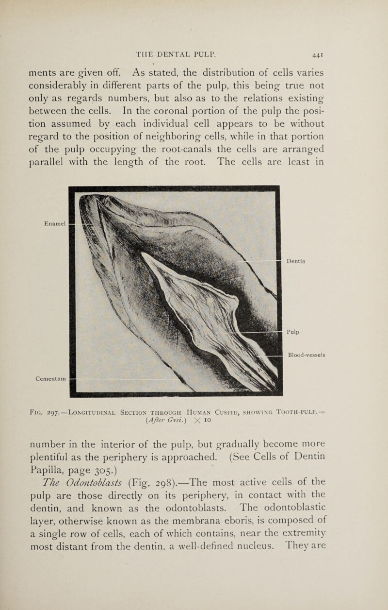 ments are given off. As stated, the distribution of cells varies considerably in different parts of the pulp, this being true not only as regards numbers, but also as to the relations existing between the cells. In the coronal portion of the pulp the posi¬ tion assumed by each individual cell appears to be without regard to the position of neighboring cells, while in that portion of the pulp occupying the root-canals the cells are arranged parallel with the length of the root. The cells are least in Enamel Cementum Dentin Pulp Blood-vessels Fig. 297.—Longitudinal Section through Human Cuspid, showing Tooth-pulp.— [After Gvsi.) X 10 number in the interior of the pulp, but gradually become more plentiful as the periphery is approached. (See Cells of Dentin Papilla, page 305.) The Odontoblasts (Fig. 298).—The most active cells of the pulp are those directly on its periphery, in contact with the dentin, and known as the odontoblasts. The odontoblastic layer, otherwise known as the membrana eboris, is composed ol a single row of cells, each of which contains, near the extremity most distant from the dentin, a well-defined nucleus. I hey are