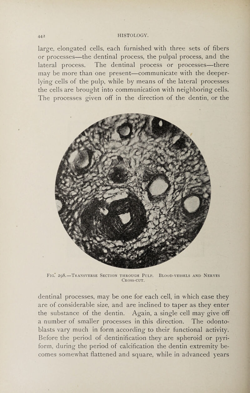 large, elongated cells, each furnished with three sets of fibers or processes—the dentinal process, the pulpal process, and the lateral process. The dentinal process or processes—there may be more than one present—communicate with the deeper- lying cells of the pulp, while by means of the lateral processes the cells are brought into communication with neighboring cells. O O c_> The processes given off in the direction of the dentin, or the Fig.’ 298.—Transverse Section through Pulp. Blood-vessels and Nerves Cross-cut. dentinal processes, may be one for each cell, in which case they are of considerable size, and are inclined to taper as they enter the substance of the dentin. Again, a single cell may give off a number of smaller processes in this direction. The odonto¬ blasts vary much in form according to their functional activity. Before the period of dentinification they are spheroid or pyri¬ form, during the period of calcification the dentin extremity be¬ comes somewhat flattened and square, while in advanced years