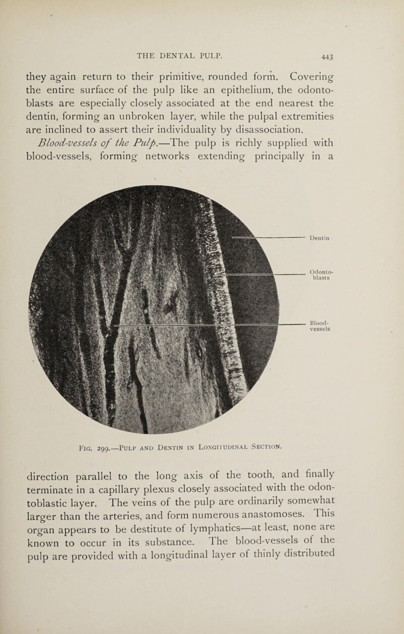 they again return to their primitive, rounded form. Covering the entire surface of the pulp like an epithelium, the odonto¬ blasts are especially closely associated at the end nearest the dentin, forming an unbroken layer, while the pulpal extremities are inclined to assert their individuality by disassociation. Blood-vessels of the Pulp.—The pulp is richly supplied with blood-vessels, forming networks extending principally in a Dentin Odonto¬ blasts Blood¬ vessels Fig. 299.—Pulp and Dentin in Longiiudinal Section. direction parallel to the long axis of the tooth, and finally terminate in a capillary plexus closely associated with the odon¬ toblastic layer. The veins of the pulp are ordinarily somewhat larger than the arteries, and form numerous anastomoses. 1 his organ appears to be destitute of lymphatics—at least, none are known to occur in its substance. The blood-vessels of the pulp are provided with a longitudinal layer of thinly distributed