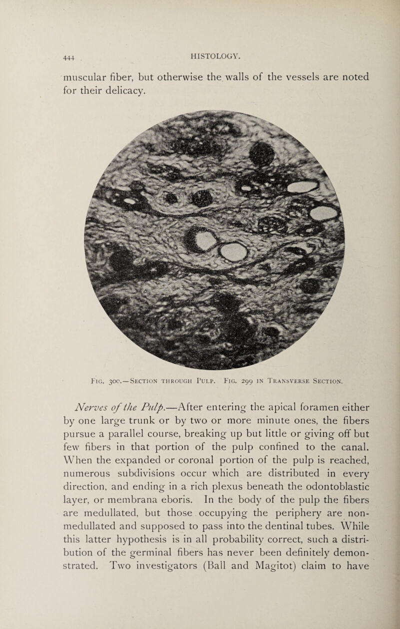 muscular fiber, but otherwise the walls of the vessels are noted for their delicacy. Fig. 30c.—Section through Pulp. Fig. 299 in Transverse Section. Nerves of the Pulp.—After entering the apical foramen either by one large trunk or by two or more minute ones, the fibers pursue a parallel course, breaking up but little or giving off but few fibers in that portion of the pulp confined to the canal. When the expanded or coronal portion of the pulp is reached, numerous subdivisions occur which are distributed in every direction, and ending in a rich plexus beneath the odontoblastic layer, or membrana eboris. In the body of the pulp the fibers are medullated, but those occupying the periphery are non- medullated and supposed to pass into the dentinal tubes. While this latter hypothesis is in all probability correct, such a distri¬ bution of the germinal fibers has never been definitely demon¬ strated. Two investigators (Ball and Magitot) claim to have