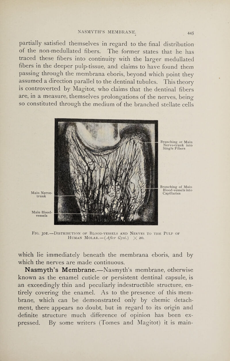 NASMYTH’S MEMBRANE. partially satisfied themselves in regard to the final distribution of the non-medullated fibers. The former states that he has traced these fibers into continuity with the larger medullated fibers in the deeper pulp-tissue, and claims to have found them passing through the membrana eboris, beyond which point they assumed a direction parallel to the dentinal tubules. This theory is controverted by Magitot, who claims that the dentinal fibers are, in a measure, themselves prolongations of the nerves, being so constituted through the medium of the branched stellate cells Main Nerve- trunk Main Blood¬ vessels Branching ot Main Nerve-trunk into Single Fibers Branching of Main Blood-vessels into Capillaries Fig. 301.—Distribution of Blood-vessels and Nerves to the Pulp of Human Molar. — {After Gysi.) X 2°- which lie immediately beneath the membrana eboris, and by which the nerves are made continuous. Nasmyth’s Membrane.—Nasmyth’s membrane, otherwise known as the enamel cuticle or persistent dentinal capsule, is an exceedingly thin and peculiarly indestructible structure, en¬ tirely covering the enamel. As to the presence of this mem¬ brane, which can be demonstrated only by chemic detach¬ ment, there appears no doubt, but in regard to its origin and definite structure much difference of opinion has been ex¬ pressed. By some writers (Tomes and Magitot) it is main-