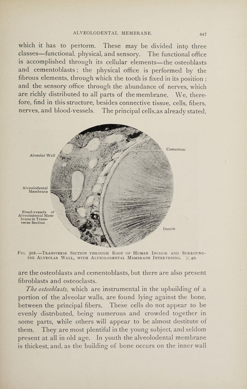 which it has to perform. I hese may be divided intp three classes—functional, physical, and sensory. The functional office is accomplished through its cellular elements—the osteoblasts and cementoblasts; the physical office is performed by the fibrous elements, through which the tooth is fixed in its position ; and the sensory office through the abundance of nerves, which are richly distributed to all parts of the membrane. We, there¬ fore, find in this structure, besides connective tissue, cells, fibers, nerves, and blood-vessels. The principal cells,as already stated, Alveolar Wall A1 veolodental Membrane Cementum Blood-vessels of Alveolodental Mem¬ brane in Trans¬ verse Section Fig. 302.—Transverse Section through Root of Human Incisor and Surround¬ ing Alveolar Wall, with Alveolodental Membrane Intervening. X 4°- are the osteoblasts and cementoblasts, but there are also present fibroblasts and osteoclasts. The osteoblasts, which are instrumental in the upbuilding of a portion of the alveolar walls, are found lying against the bone, between the principal fibers. These cells do not appear to be evenly distributed, being numerous and crowded together in some parts, while others will appear to be almost destitute of them. They are most plentiful in the young subject, and seldom present at all in old age. In youth the alveolodental membrane is thickest, and, as the building of bone occurs on the inner wall