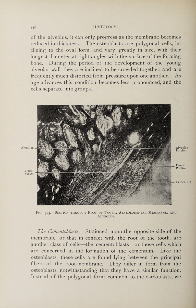 of the alveolus, it can only progress as the membrane becomes reduced in thickness. The osteoblasts are polygonal cells, in¬ clining to the oval form, and vary greatly in size, with their longest diameter at right angles with the surface of the forming bone. During the period of the development of the young alveolar wall they are inclined to be crow'ded together, and are frequently much distorted from pressure upon one another. As age advances this condition becomes less pronounced, and the cells separate into groups. Alveolus Blood¬ vessel Alveolar Portion Dental Portion Cementum Fig. 303.—Section through Root of Tooth, Alveolodental Membrane, and Alveolus. The Cemeiitoblasts.—Stationed upon the opposite side of the membrane, or that in contact with the root of the tooth, are another class of cells—the cementoblasts—or those cells which are concerned in the formation of the cementum. Like the osteoblasts, these cells are found lying between the principal fibers of the root-membrane. They differ in form from the osteoblasts, notwithstanding that they have a similar function. Instead of the polygonal form common to the osteoblasts, we