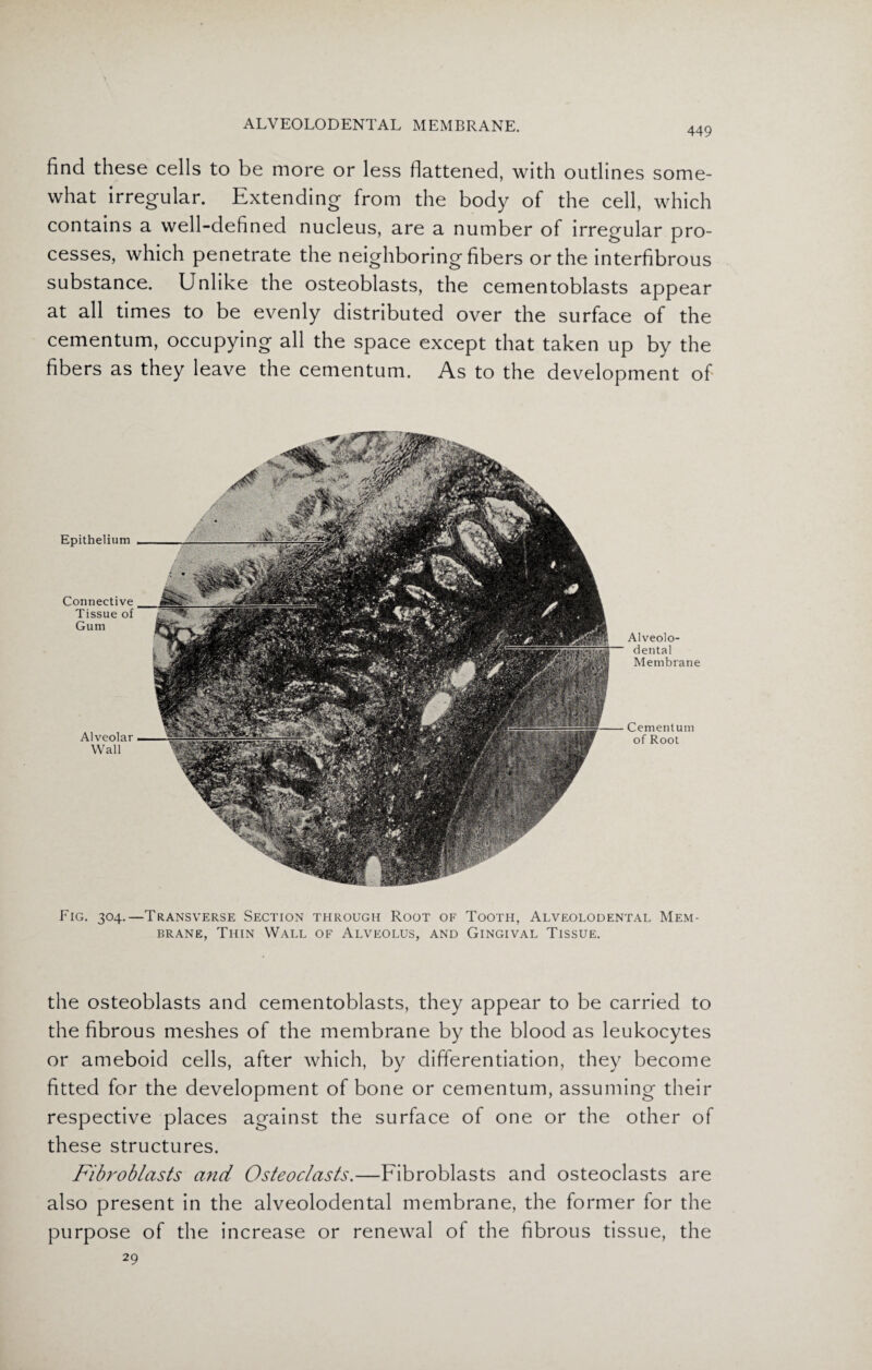 find these cells to be more or less flattened, with outlines some¬ what irregular. Extending from the body of the cell, which contains a well-defined nucleus, are a number of irregular pro¬ cesses, which penetrate the neighboring fibers or the interfibrous substance. Unlike the osteoblasts, the cementoblasts appear at all times to be evenly distributed over the surface of the cementum, occupying all the space except that taken up by the fibers as they leave the cementum. As to the development of Epithelium Connective Tissue of Gum Alveolar Wall ■ Alveolo- dental Membrane Cementum of Root Fig. 304..—Transverse Section through Root of Tooth, Alveolodental Mem¬ brane, Thin Wall of Alveolus, and Gingival Tissue. the osteoblasts and cementoblasts, they appear to be carried to the fibrous meshes of the membrane by the blood as leukocytes or ameboid cells, after which, by differentiation, they become fitted for the development of bone or cementum, assuming their respective places against the surface of one or the other of these structures. Fibroblasts and Osteoclasts.—Fibroblasts and osteoclasts are also present in the alveolodental membrane, the former for the purpose of the increase or renewal of the fibrous tissue, the 29