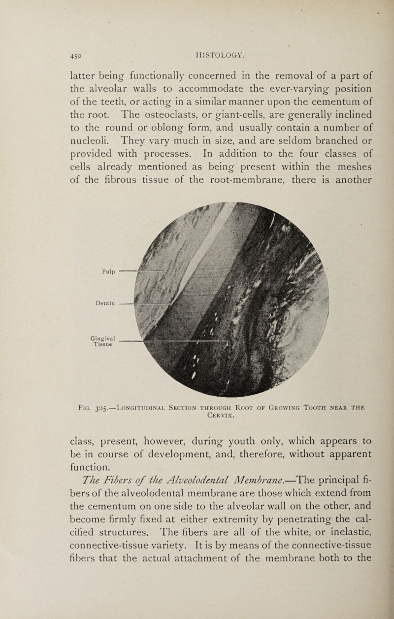 latter being functionally concerned in the removal of a part of the alveolar walls to accommodate the ever-varying position of the teeth, or acting in a similar manner upon the cementum of the root. The osteoclasts, or giant-cells, are generally inclined to the round or oblong form, and usually contain a number of nucleoli. They vary much in size, and are seldom branched or provided with processes. In addition to the four classes of cells already mentioned as being present within the meshes of the fibrous tissue of the root-membrane, there is another Pulp Dentin Gingival Tissue Fig. 305.—Longitudinal Section through Root of Growing Tooth near the Cervix. class, present, however, during youth only, which appears to be in course of development, and, therefore, without apparent function. The Fibers of the Alveolodental Membrane.—The principal fi¬ bers of the alveolodental membrane are those which extend from the cementum on one side to the alveolar wall on the other, and become firmly fixed at either extremity by penetrating the cal¬ cified structures. The fibers are all of the white, or inelastic, connective-tissue variety. It is by means of the connective-tissue fibers that the actual attachment of the membrane both to the
