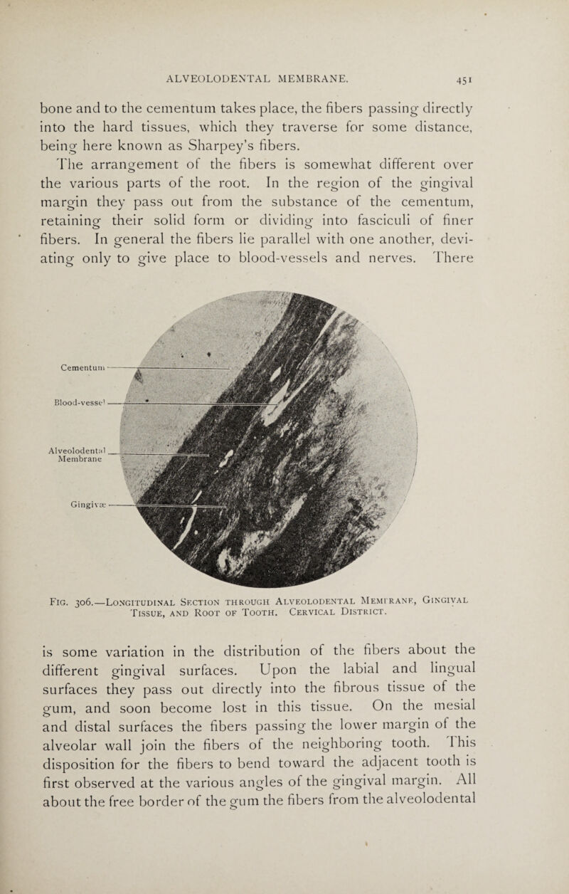 bone and to the cementum takes place, the fibers passing directly into the hard tissues, which they traverse for some distance, being here known as Sharpey’s fibers. The arrangement of the fibers is somewhat different over the various parts of the root. In the region of the gingival margin they pass out from the substance of the cementum, retaining their solid form or dividing into fasciculi of finer fibers. In general the fibers lie parallel with one another, devi¬ ating only to give place to blood-vessels and nerves. There Fig. 306.—Longitudinal Section through Alveolodental Memirane, Gingival Tissue, and Root of Tooth. Cervical District. is some variation in the distribution of the fibers about the different gingival surfaces. Upon the labial and lingual surfaces they pass out directly into the fibrous tissue of the gum, and soon become lost in this tissue. On the mesial and distal surfaces the fibers passing the lower margin ot the alveolar wall join the fibers ol the neighboring tooth. I his disposition for the fibers to bend toward the adjacent tooth is first observed at the various angles ot the gingival margin. All about the free border of the gum the fibers from the alveolodental o Cementum Blood-vessel Alveolodental Membrane Gingivae