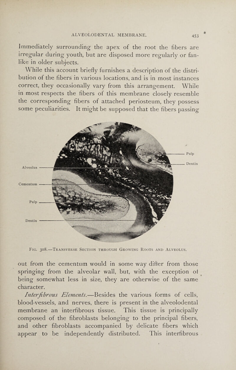 Immediately surrounding the apex of the root the fibers are irregular during youth, but are disposed more regularly or fan¬ like in older subjects. While this account briefly furnishes a description of the distri¬ bution of the fibers in various locations, and is in most instances correct, they occasionally vary from this arrangement. While in most respects the fibers of this membrane closely resemble the corresponding fibers of attached periosteum, they possess some peculiarities. It might be supposed that the fibers passing Alveolus Pulp Dentin Cementum Pulp Dentin Fig. 308.—Transverse Section through Growing Roots and Alveolus. out from the cementum would in some way differ from those springing from the alveolar wall, but, with the exception ol being somewhat less in size, they are otherwise of the same character. Interfibrous Elements.—Besides the various forms of cells, blood-vessels, and nerves, there is present in the alveolodental membrane an interfibrous tissue. This tissue is principally composed of the fibroblasts belonging to the principal fibers, and other fibroblasts accompanied by delicate fibers which appear to be independently distributed. This interfibrous
