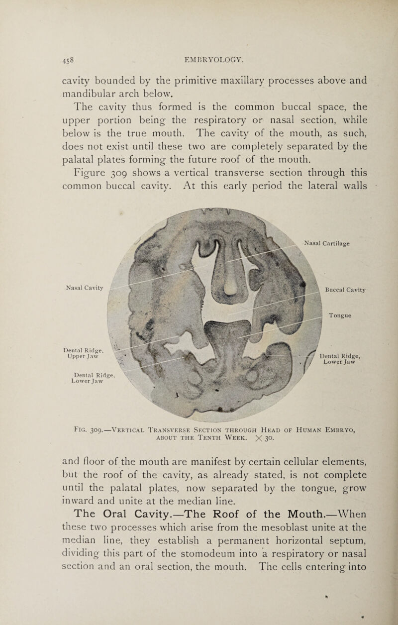 cavity bounded by the primitive maxillary processes above and mandibular arch below. The cavity thus formed is the common buccal space, the upper portion being the respiratory or nasal section, while below is the true mouth. The cavity of the mouth, as such, does not exist until these two are completely separated by the palatal plates forming the future roof of the mouth. Figure 309 shows a vertical transverse section through this common buccal cavity. At this early period the lateral walls Nasal Cartilage Nasal Cavity f Buccal Cavity t Dental Ridge, Upper Jaw Dental Ridge, Lower Jaw Tongue Dental Ridge, Lower Jaw Fig. 309.—Vertical Transverse Section through Head of Human Embryo, ABOUT THE TENTH WEEK. X 3°- and floor of the mouth are manifest by certain cellular elements, but the roof of the cavity, as already stated, is not complete until the palatal plates, now separated by the tongue, grow inward and unite at the median line. The Oral Cavity.—The Roof of the Mouth.—When these two processes which arise from the mesoblast unite at the median line, they establish a permanent horizontal septum, dividing this part of the stomodeum into a respiratory or nasal section and an oral section, the mouth. The cells entering into 7 o