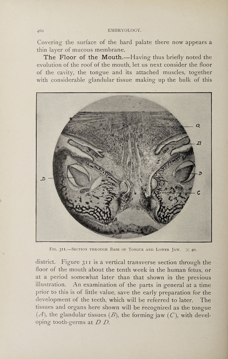 Covering the surface of the hard palate there now appears a thin layer of mucous membrane. The Floor of the Mouth.—Having thus briefly noted the evolution of the roof of the mouth, let us next consider the floor of the cavity, the tongue and its attached muscles, together with considerable glandular tissue making up the bulk of this Fig. 311.—Section through Base of Tongue and Lower Jaw. X 4°- district. Figure 311 is a vertical transverse section through the floor of the mouth about the tenth week in the human fetus, or at a period somewhat later than that shown in the previous illustration. An examination of the parts in general at a time prior to this is of little value, save the early preparation for the development of the teeth, which will be referred to later. The tissues and organs here shown will be recognized as the tongue (A), the glandular tissues (A*), the formingjaw (C), with devel¬ oping tooth-germs at D D.