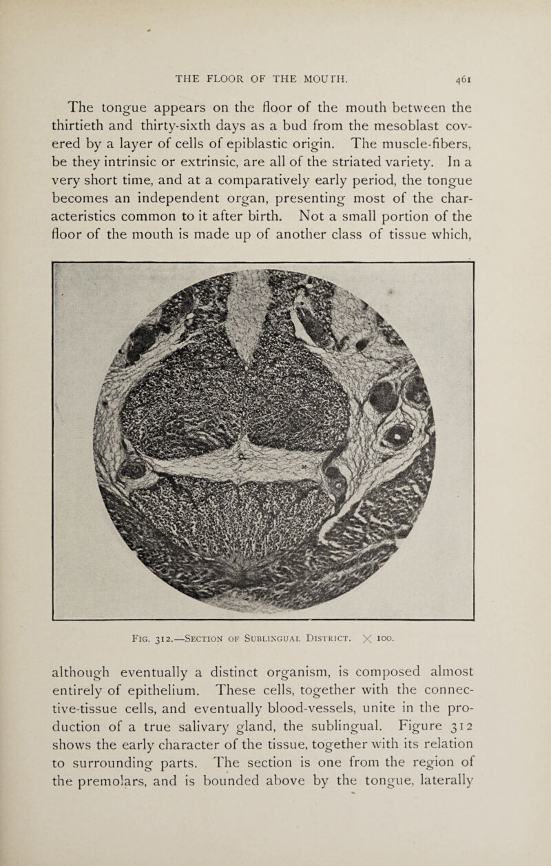 The tongue appears on the floor of the mouth between the thirtieth and thirty-sixth days as a bud from the mesoblast cov¬ ered by a layer of cells of epiblastic origin. The muscle-fibers, be they intrinsic or extrinsic, are all of the striated variety. In a very short time, and at a comparatively early period, the tongue becomes an independent organ, presenting most of the char¬ acteristics common to it after birth. Not a small portion of the floor of the mouth is made up of another class of tissue which, Fig. 312.—Section of Sublingual District. X I0°- although eventually a distinct organism, is composed almost entirely of epithelium. These cells, together with the connec¬ tive-tissue cells, and eventually blood-vessels, unite in the pro¬ duction of a true salivary gland, the sublingual. Figure 312 shows the early character of the tissue, together with its relation to surrounding parts. The section is one from the region of the premolars, and is bounded above by the tongue, laterally