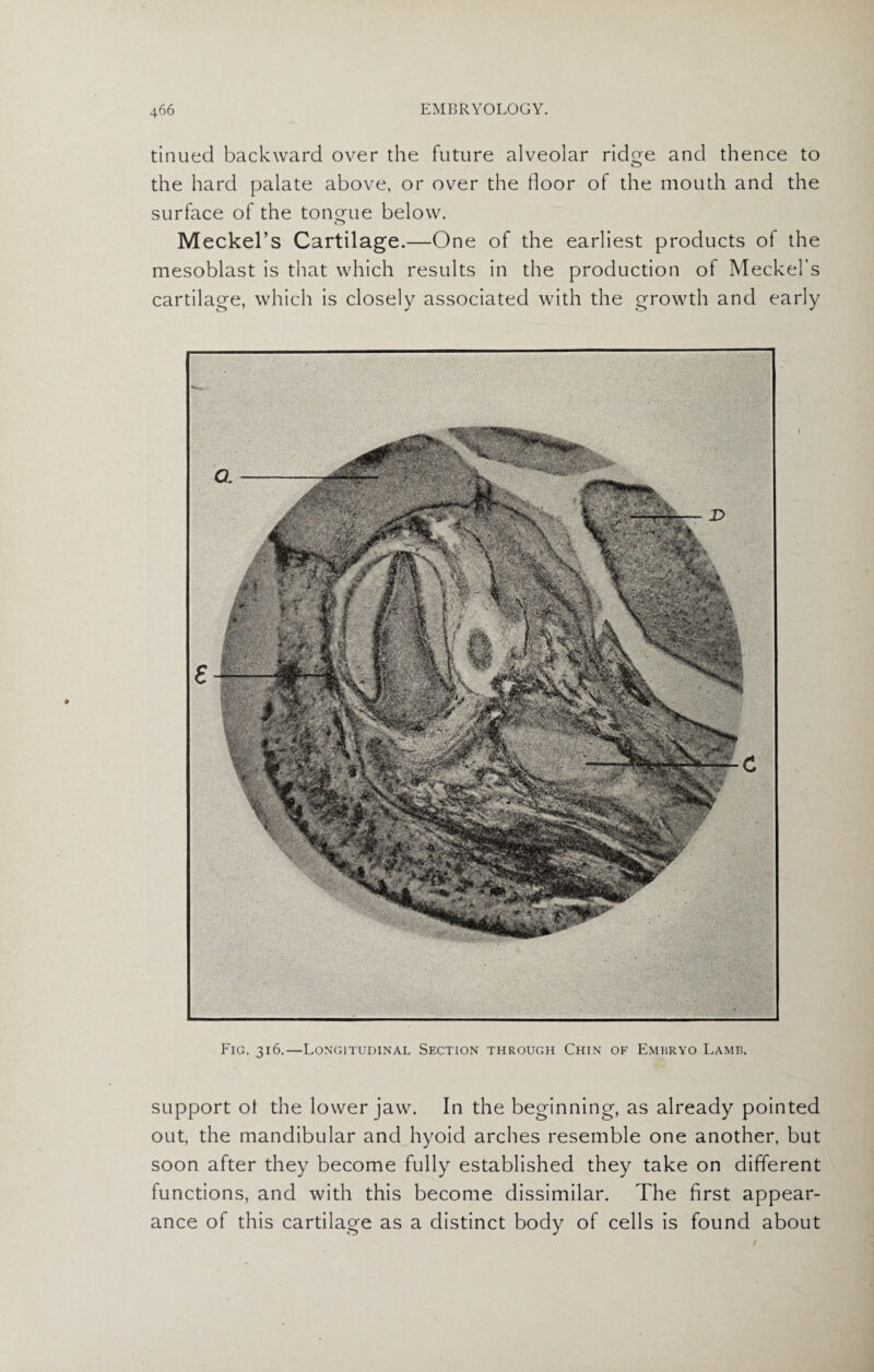 tinued backward over the future alveolar ridge and thence to <_> the hard palate above, or over the door of the mouth and the surface of the tongue below. Meckel’s Cartilage.—One of the earliest products of the mesoblast is that which results in the production of Meckel’s cartilage, which is closely associated with the growth and early Fig. 316.—Longitudinal Section through Chin of Embryo Lamb. support ot the lower jaw. In the beginning, as already pointed out, the mandibular and hyoid arches resemble one another, but soon after they become fully established they take on different functions, and with this become dissimilar. The first appear¬ ance of this cartilage as a distinct body of cells is found about