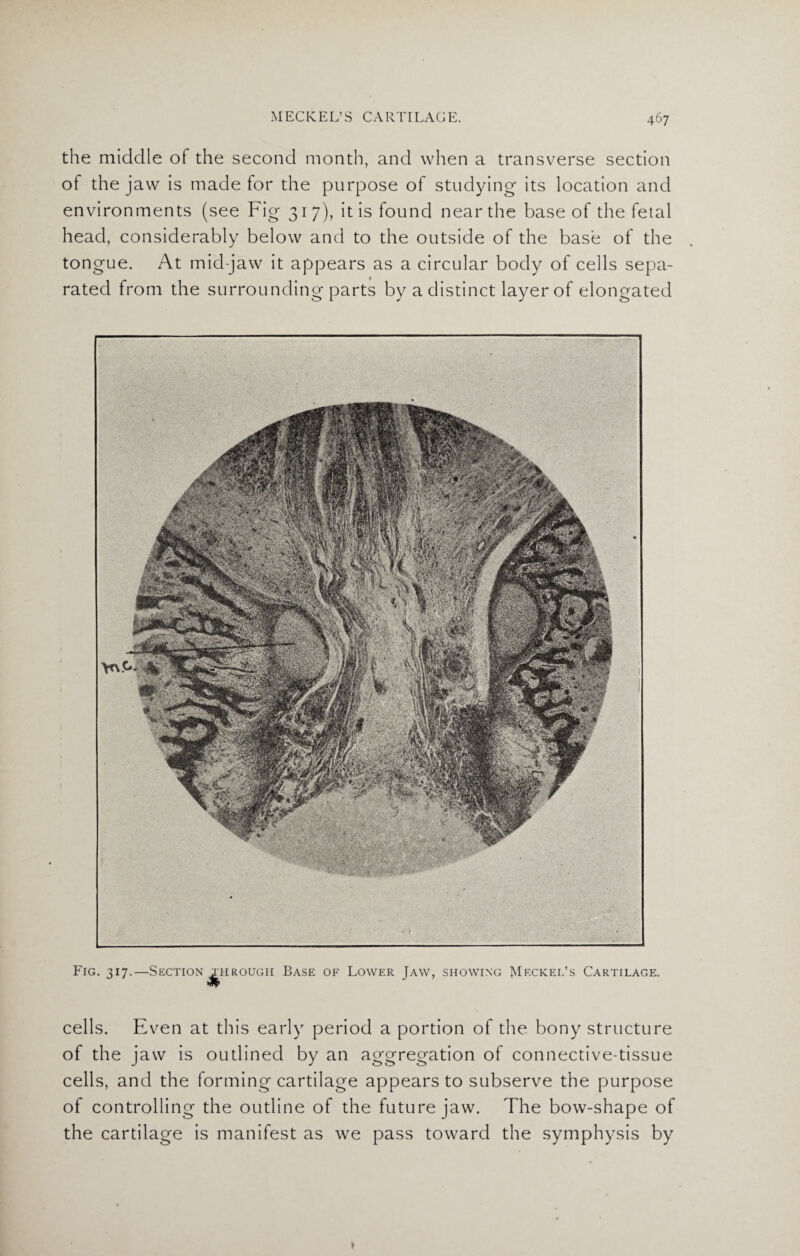 the middle of the second month, and when a transverse section of the jaw is made for the purpose of studying its location and environments (see Fig 317), it is found near the base of the fetal head, considerably below and to the outside of the base of the tongue. At mid-jaw it appears as a circular body of cells sepa¬ rated from the surrounding parts by a distinct layer of elongated cells. Even at this early period a portion of the bony structure of the jaw is outlined by an aggregation of connective-tissue cells, and the forming cartilage appears to subserve the purpose of controlling the outline of the future jaw. The bow-shape of the cartilage is manifest as we pass toward the symphysis by
