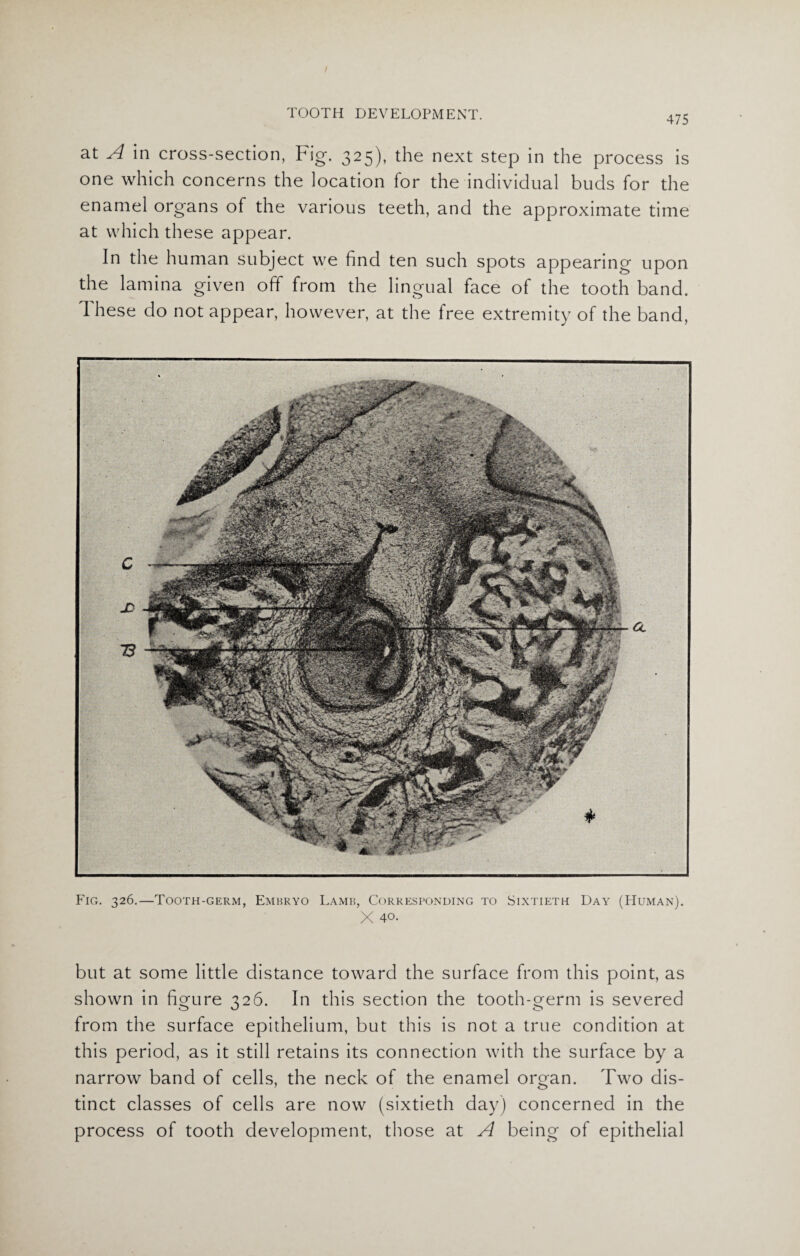 475 at A in cross-section, Fig. 325), the next step in the process is one which concerns the location for the individual buds for the enamel organs of the various teeth, and the approximate time at which these appear. In the human subject we find ten such spots appearing upon the lamina given off from the lingual face of the tooth band. These do not appear, however, at the free extremity of the band, Fig. 326.—Tooth-germ, Embryo Lamb, Corresponding to Sixtieth Day (Human). X 40. but at some little distance toward the surface from this point, as shown in figure 326. In this section the tooth-germ is severed from the surface epithelium, but this is not a true condition at this period, as it still retains its connection with the surface by a narrow band of cells, the neck of the enamel organ. Two dis¬ tinct classes of cells are now (sixtieth day) concerned in the process of tooth development, those at A being of epithelial