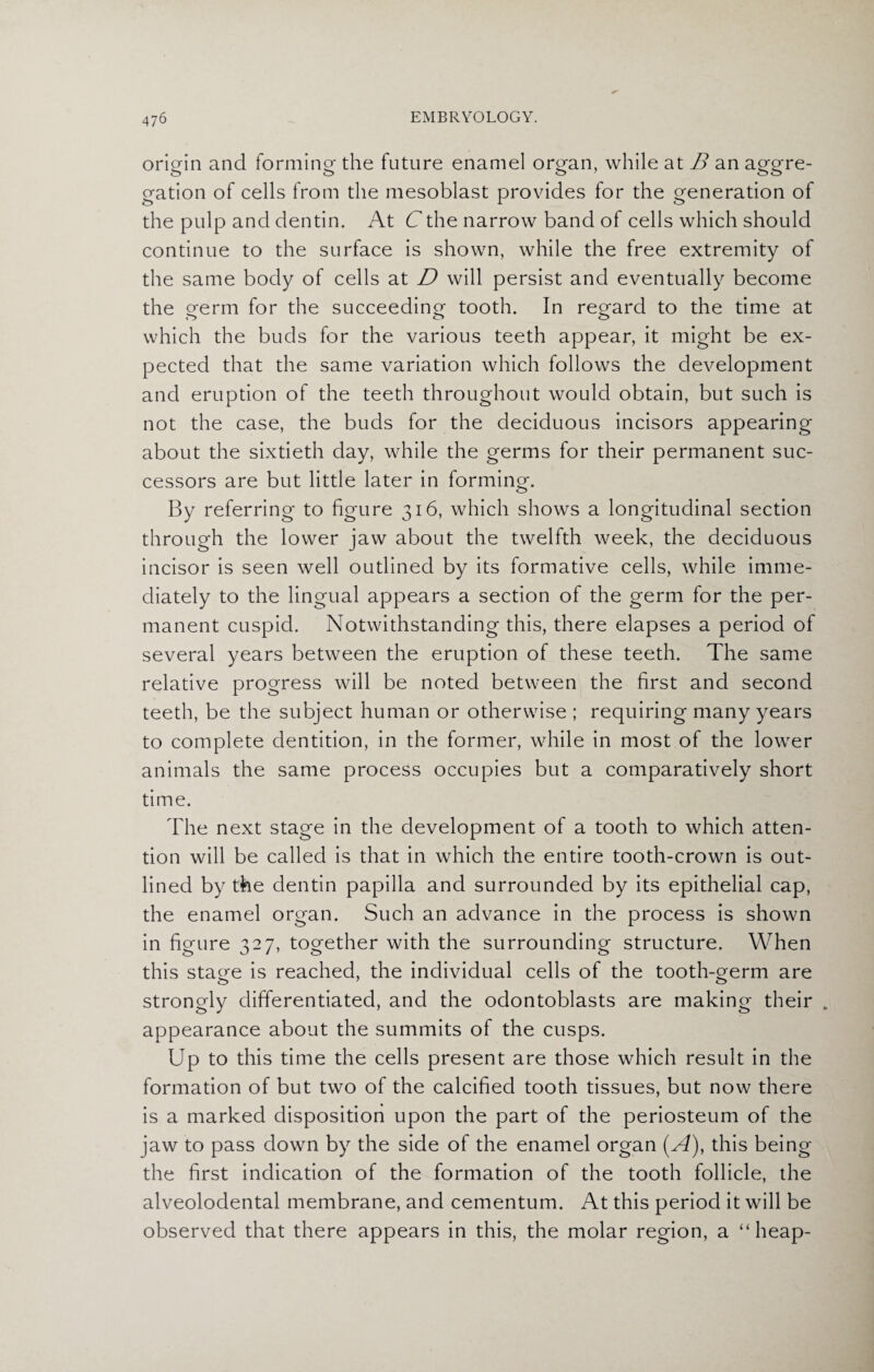 origin and forming the future enamel organ, while at B an aggre¬ gation of cells from the mesoblast provides for the generation of the pulp and dentin. At C the narrow band of cells which should continue to the surface is shown, while the free extremity of the same body of cells at D will persist and eventually become the germ for the succeeding tooth. In regard to the time at which the buds for the various teeth appear, it might be ex¬ pected that the same variation which follows the development and eruption of the teeth throughout would obtain, but such is not the case, the buds for the deciduous incisors appearing about the sixtieth day, while the germs for their permanent suc¬ cessors are but little later in forming. o By referring to figure 316, which shows a longitudinal section through the lower jaw about the twelfth week, the deciduous incisor is seen well outlined by its formative cells, while imme¬ diately to the lingual appears a section of the germ for the per¬ manent cuspid. Notwithstanding this, there elapses a period of several years between the eruption of these teeth. The same relative progress will be noted between the first and second teeth, be the subject human or otherwise ; requiring many years to complete dentition, in the former, while in most of the lower animals the same process occupies but a comparatively short time. The next stage in the development of a tooth to which atten¬ tion will be called is that in which the entire tooth-crown is out¬ lined by the dentin papilla and surrounded by its epithelial cap, the enamel organ. Such an advance in the process is shown in figure 327, together with the surrounding structure. When this stage is reached, the individual cells of the tooth-germ are strongly differentiated, and the odontoblasts are making their „ appearance about the summits of the cusps. Up to this time the cells present are those which result in the formation of but two of the calcified tooth tissues, but now there is a marked disposition upon the part of the periosteum of the jaw to pass down by the side of the enamel organ this being the first indication of the formation of the tooth follicle, the alveolodental membrane, and cementum. At this period it will be observed that there appears in this, the molar region, a “heap-